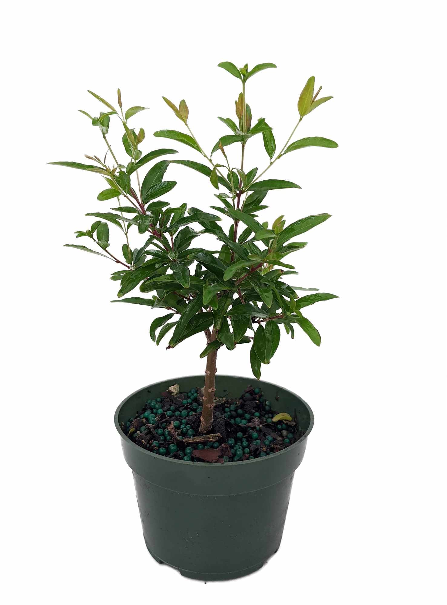 Hirt's Gardens - Dwarf Pomegranate Plant - Punica - Bonsai/Houseplant/Outdoors - Edible - 4 inch Pot
