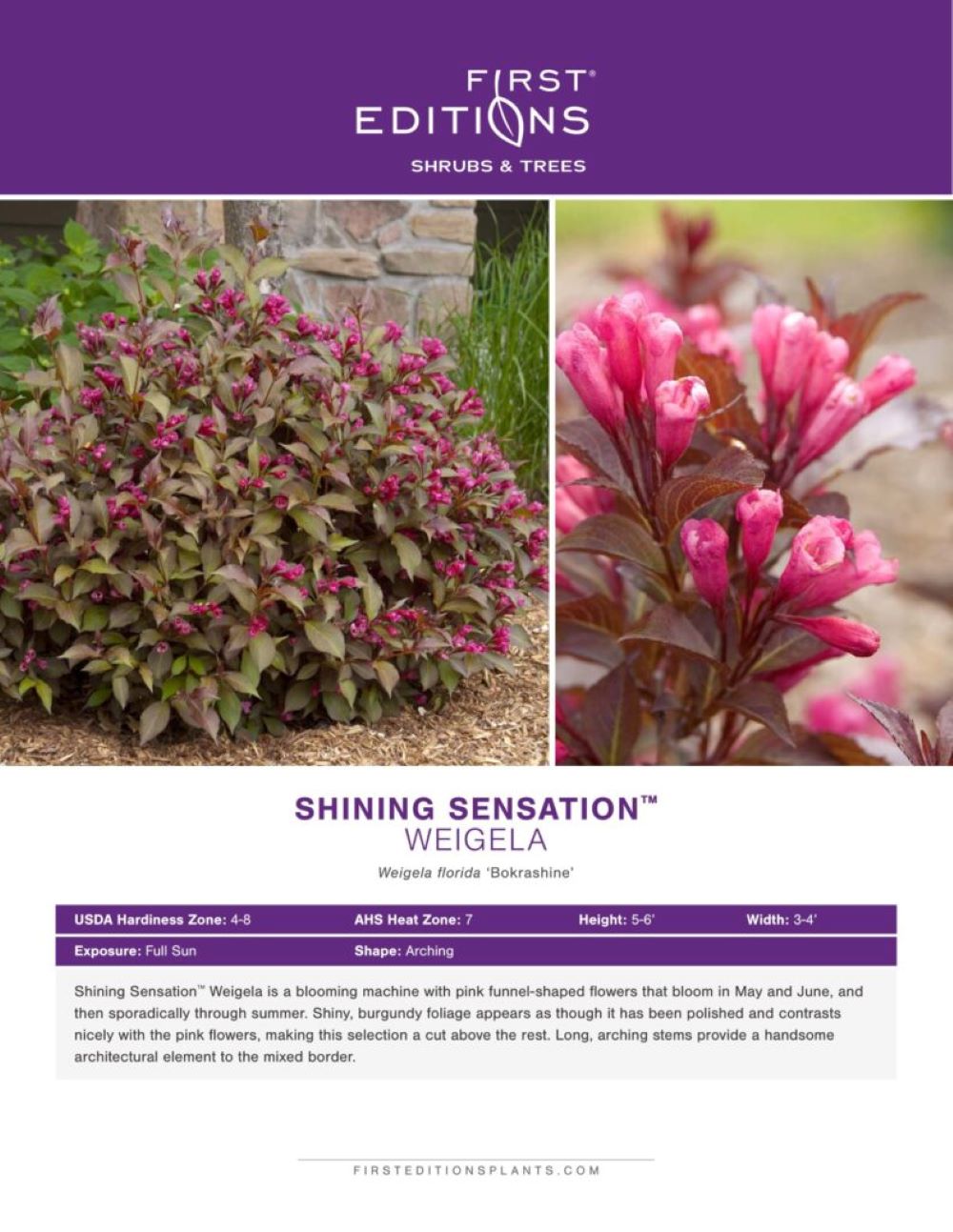 First Editions O91222F shrubs - View #2