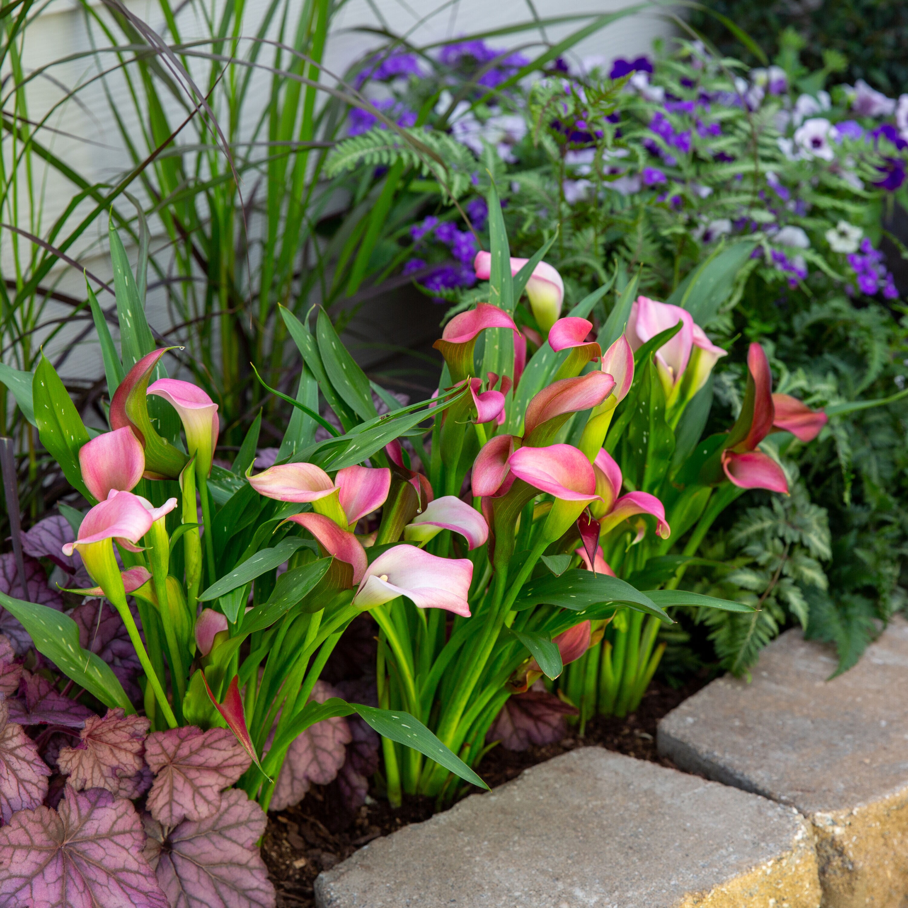 Lowe's 1157179 perennials - View #4
