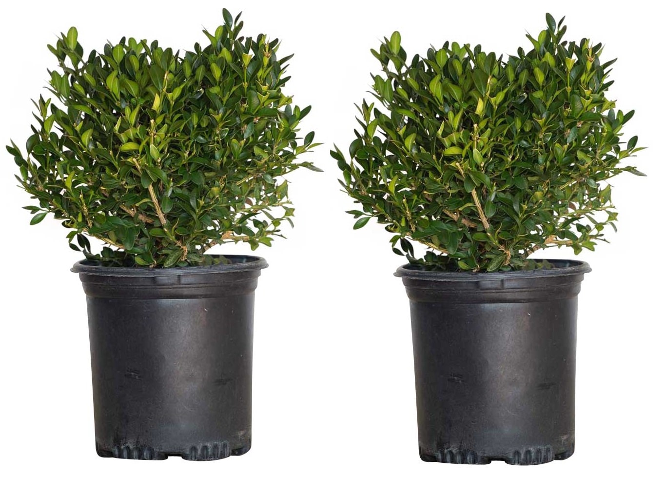 Green Velvet Boxwood Shrubs at Lowes.com