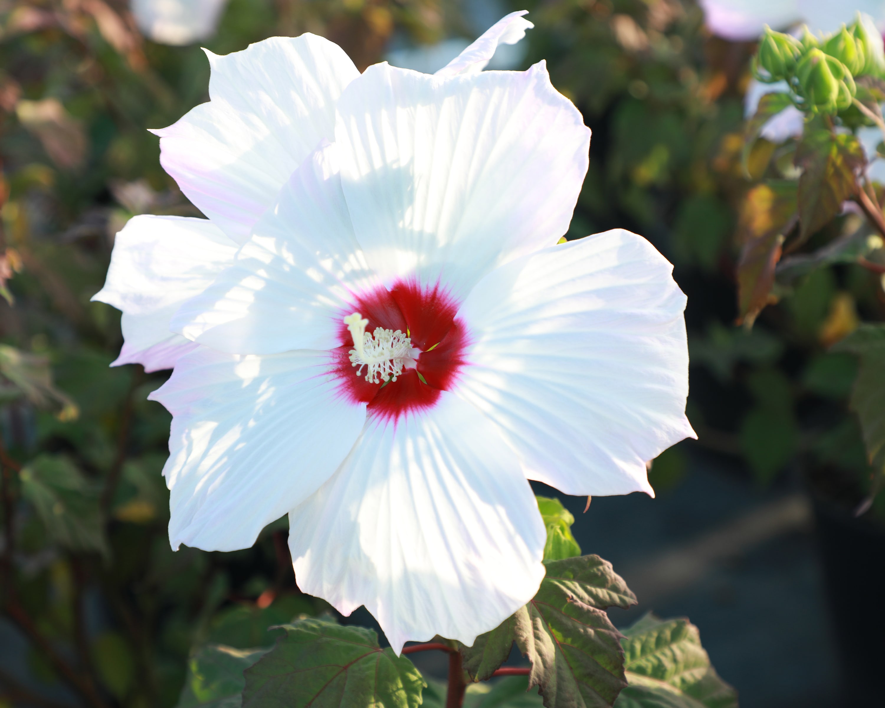  18099 Multicolor Hibiscus Plant in 1-Gallon Pot