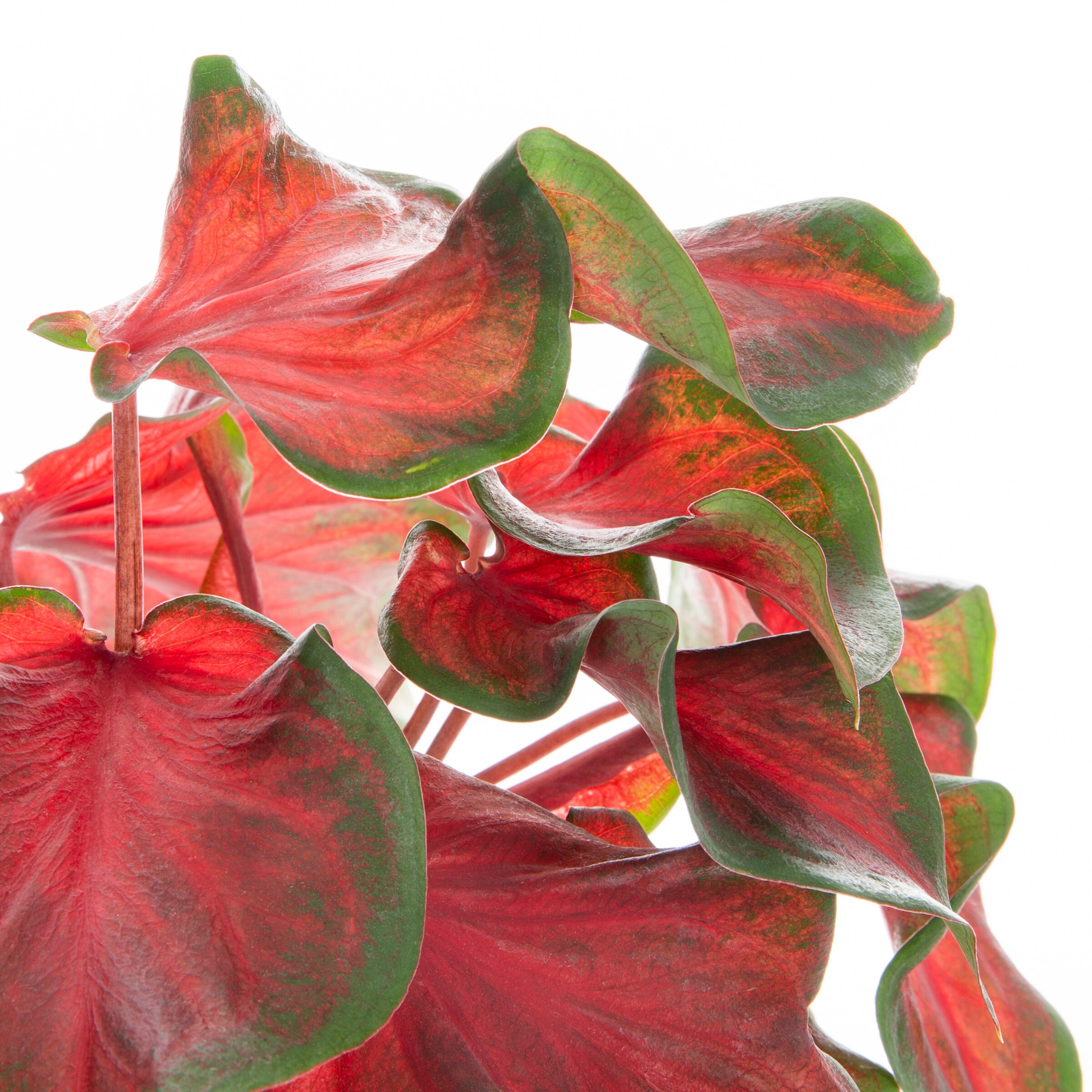 Lowe's NURSERY annuals - View #2