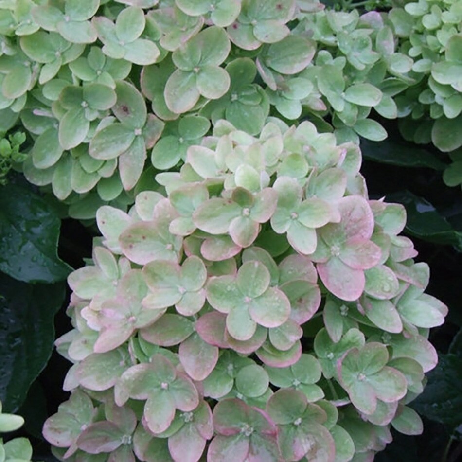 3 Gallon Multicolor Hydrangea Flowering Shrub In Pot In The Shrubs Department At Lowes Com