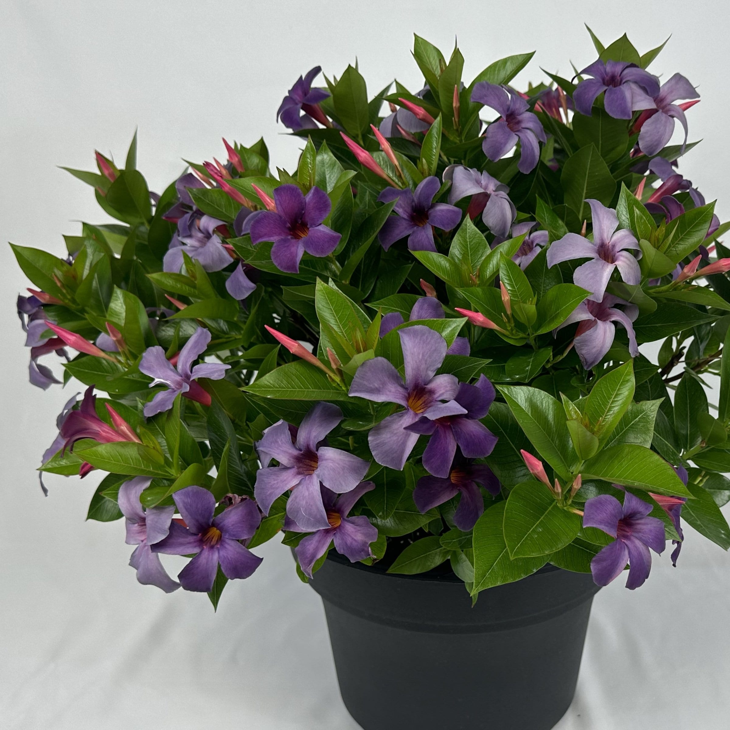 National Plant Network LW2158 annuals - View #3