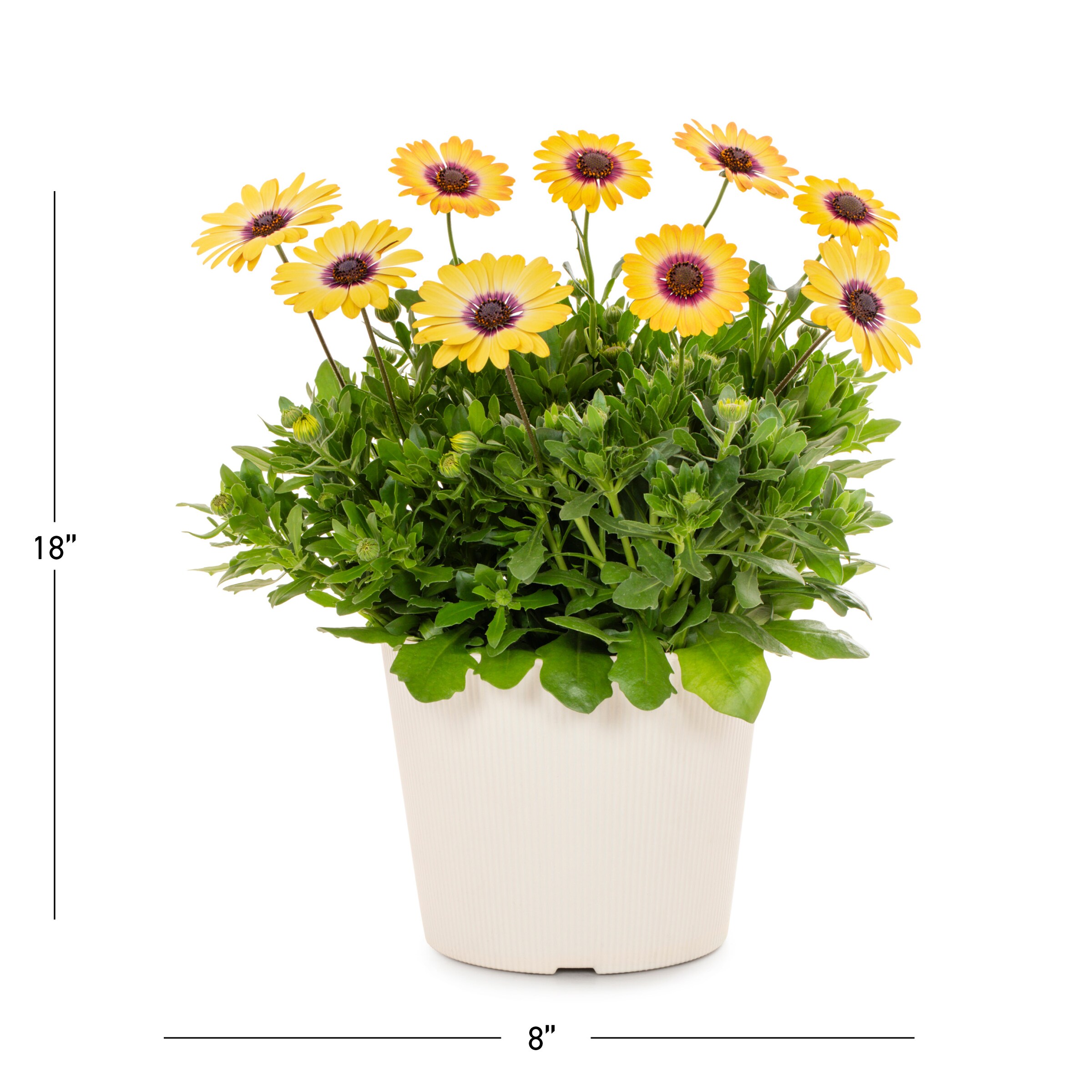 Metrolina Greenhouses 4706 annuals - View #4