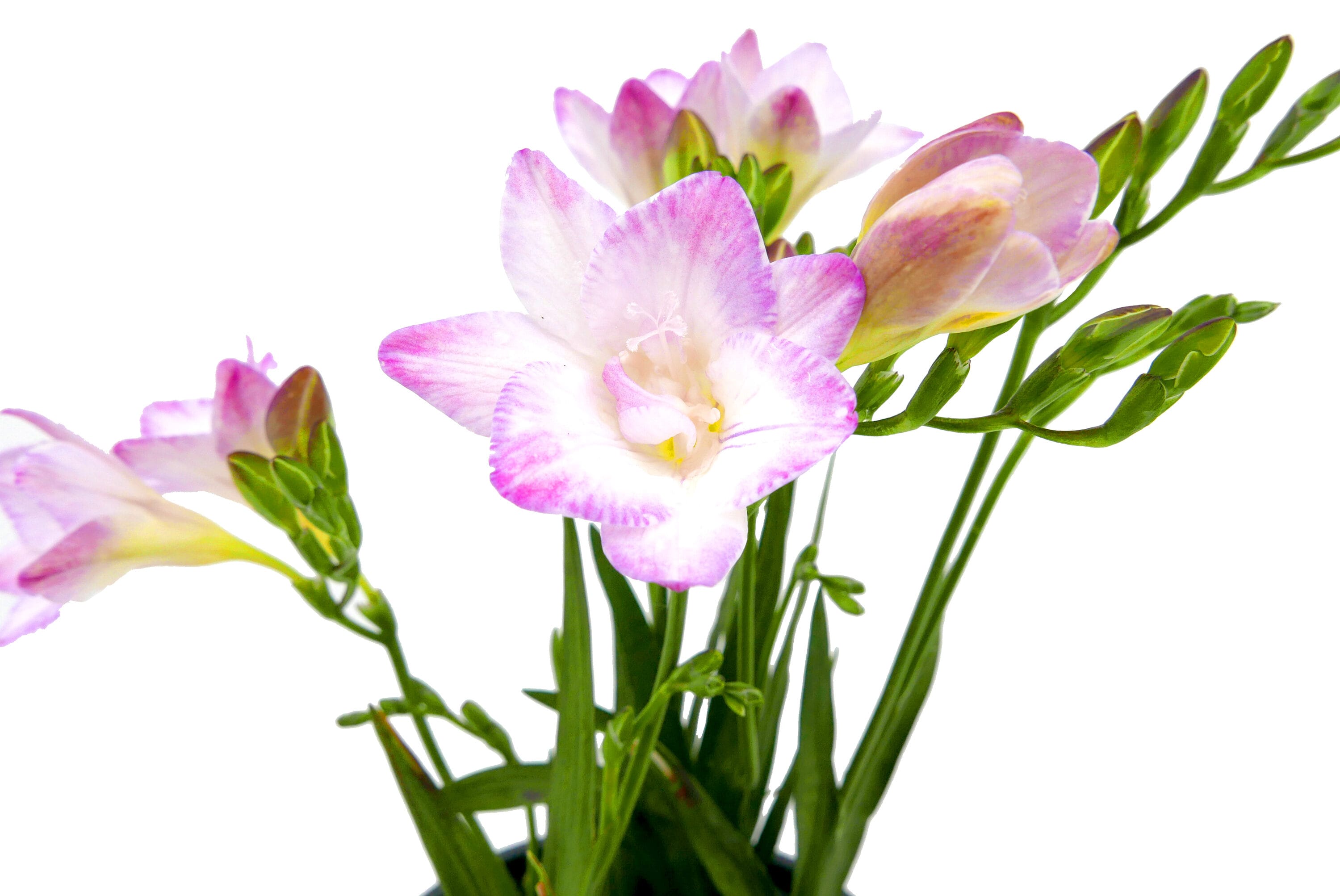  1636 annuals - View #3