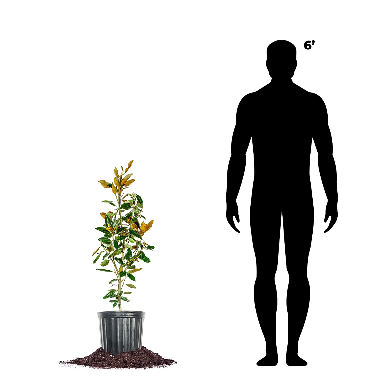 Perfect Plants LOLITTLEGEM3G trees - View #4