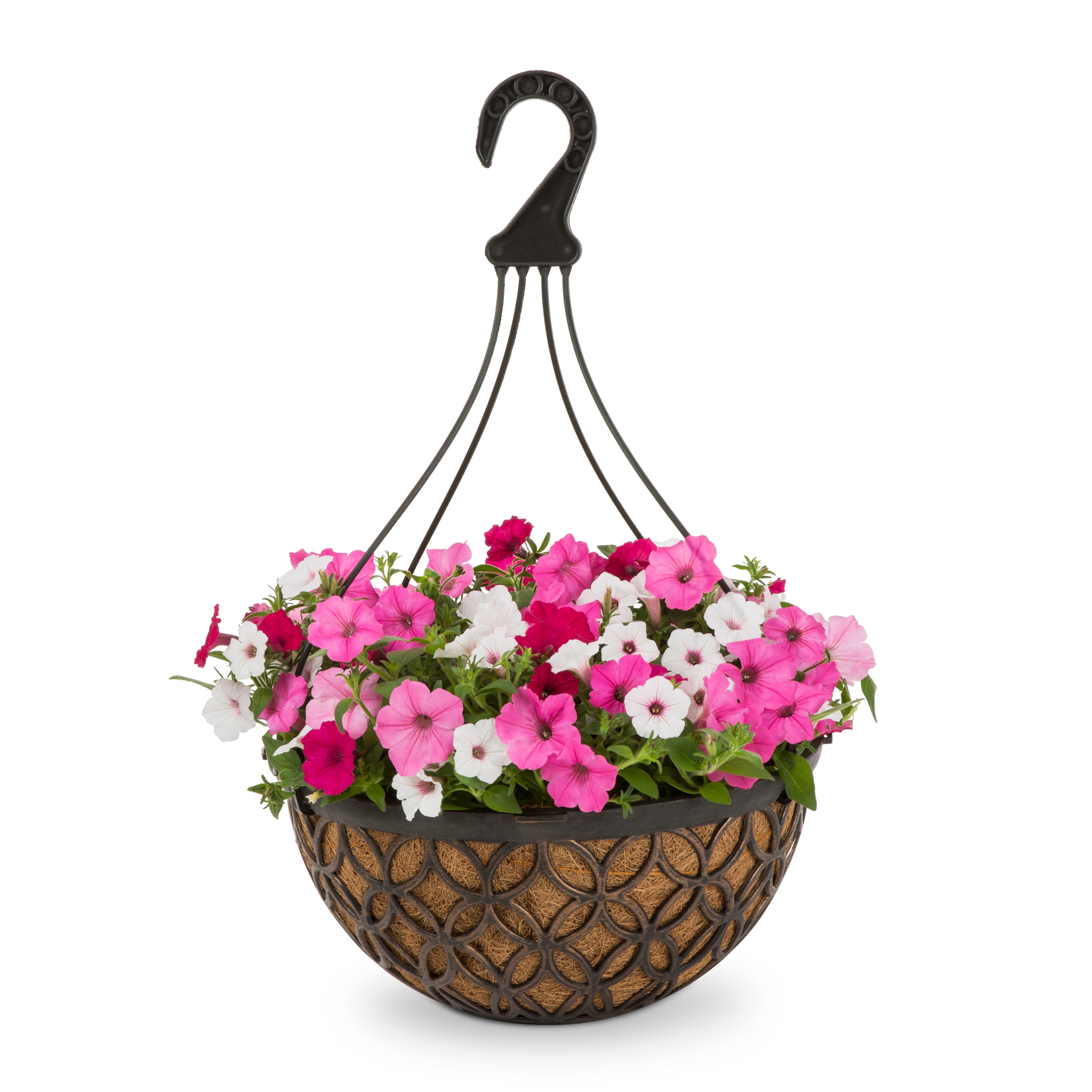 Lowe's Multicolor Above and Beyond in 3-Gallon Hanging Basket at Lowes.com