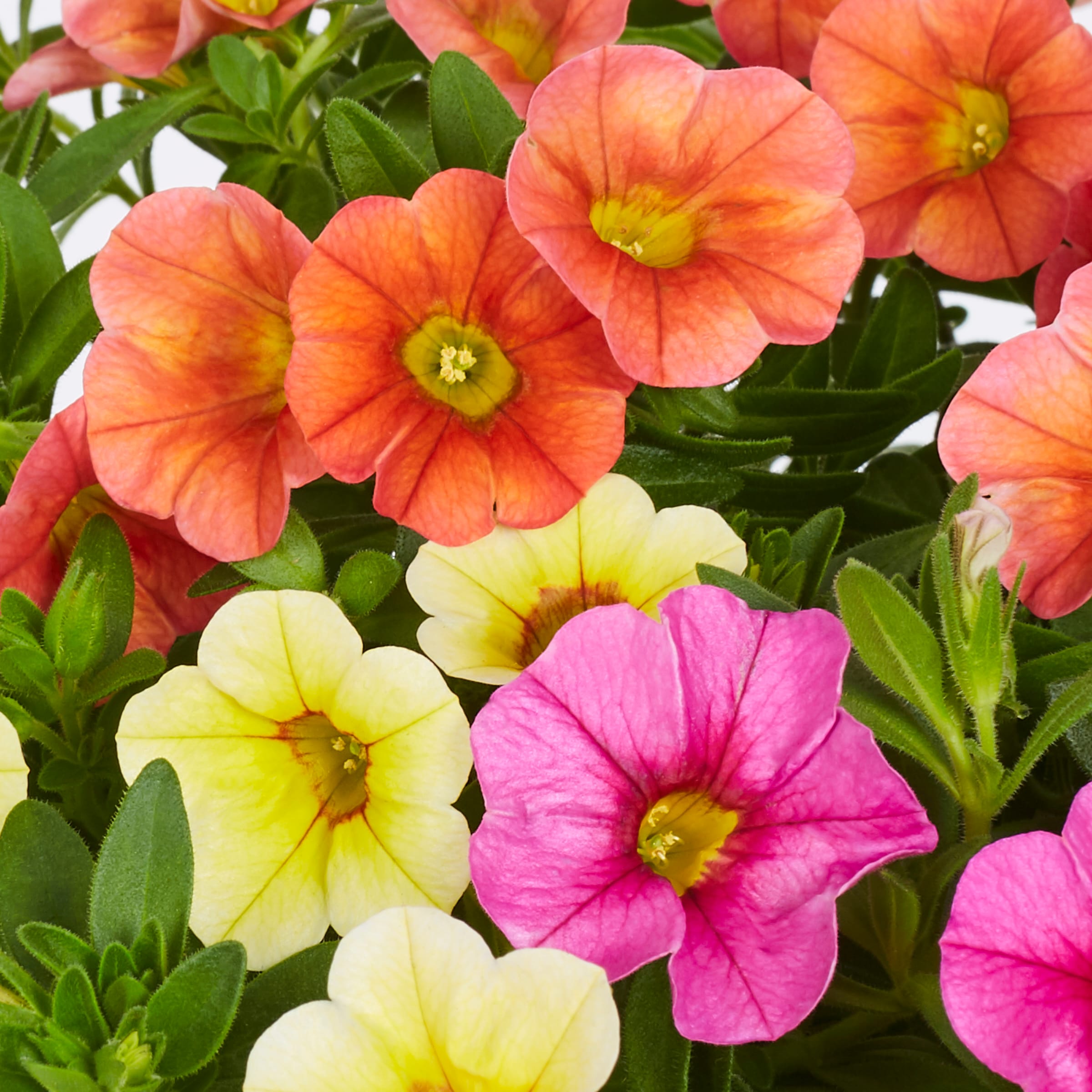 Monrovia Multicolor Calibrachoa in 2.5-Quart Pot in the Annuals ...