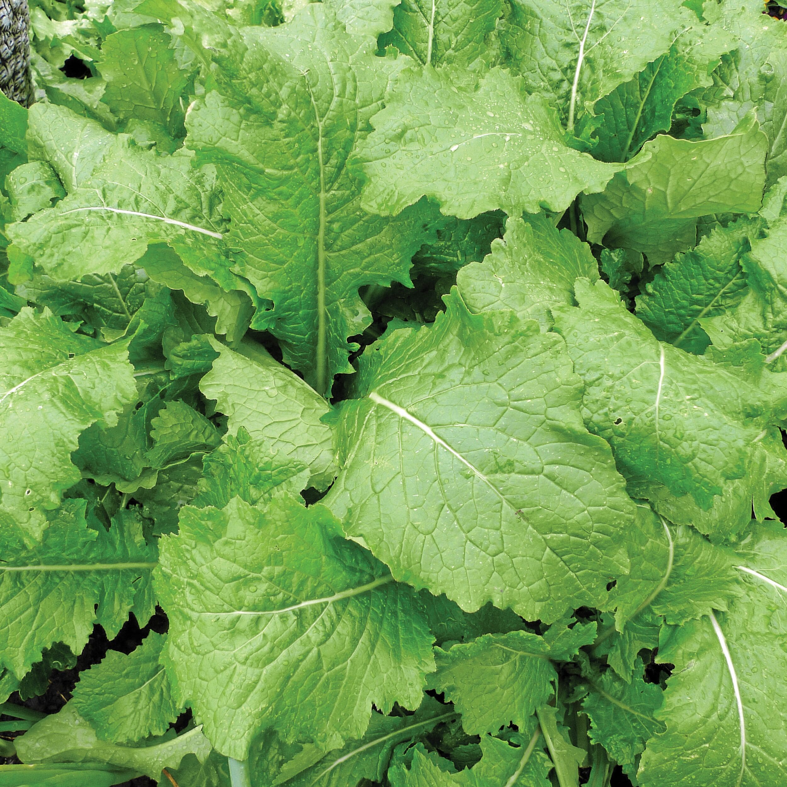 Ferry-Morse LC25.7441 Vegetable-Herb-Seeds - View #3