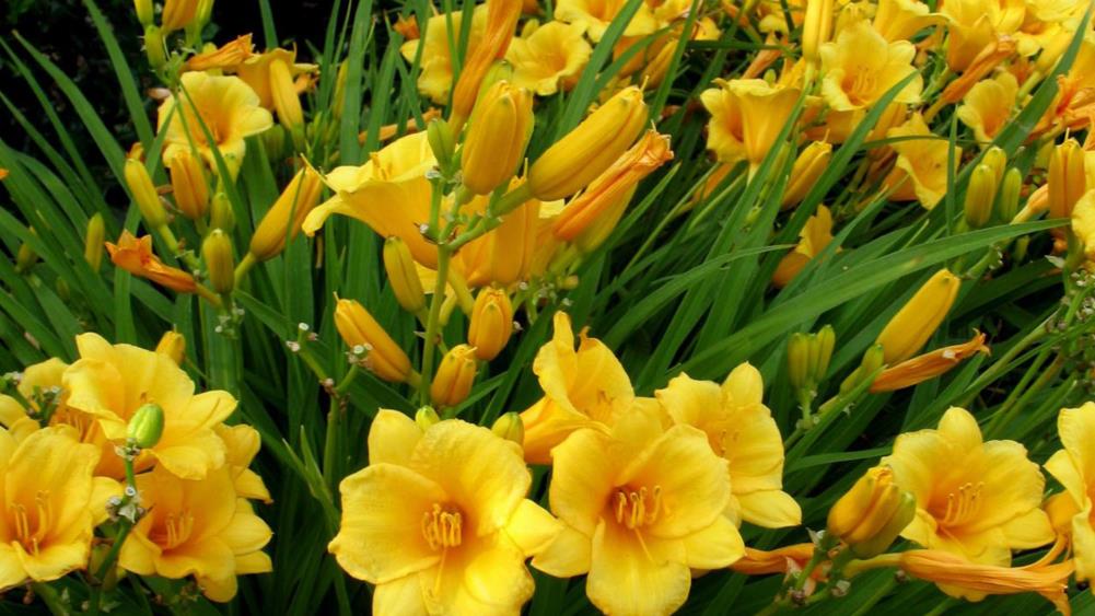 Lowe's NURSERY Multicolor Daylily Plant in 2.9-Quart Pot