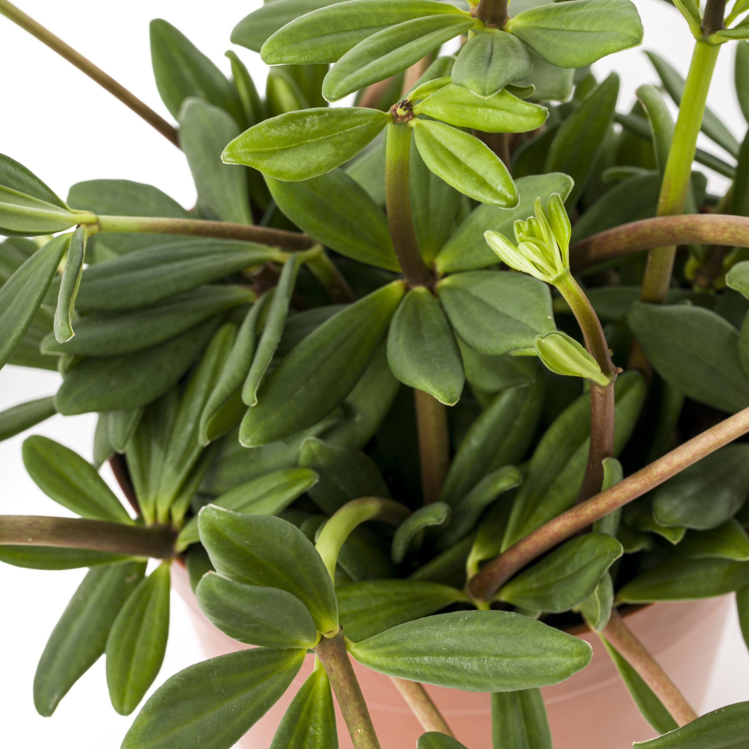 National Plant Network LW2337 hseplants - View #6