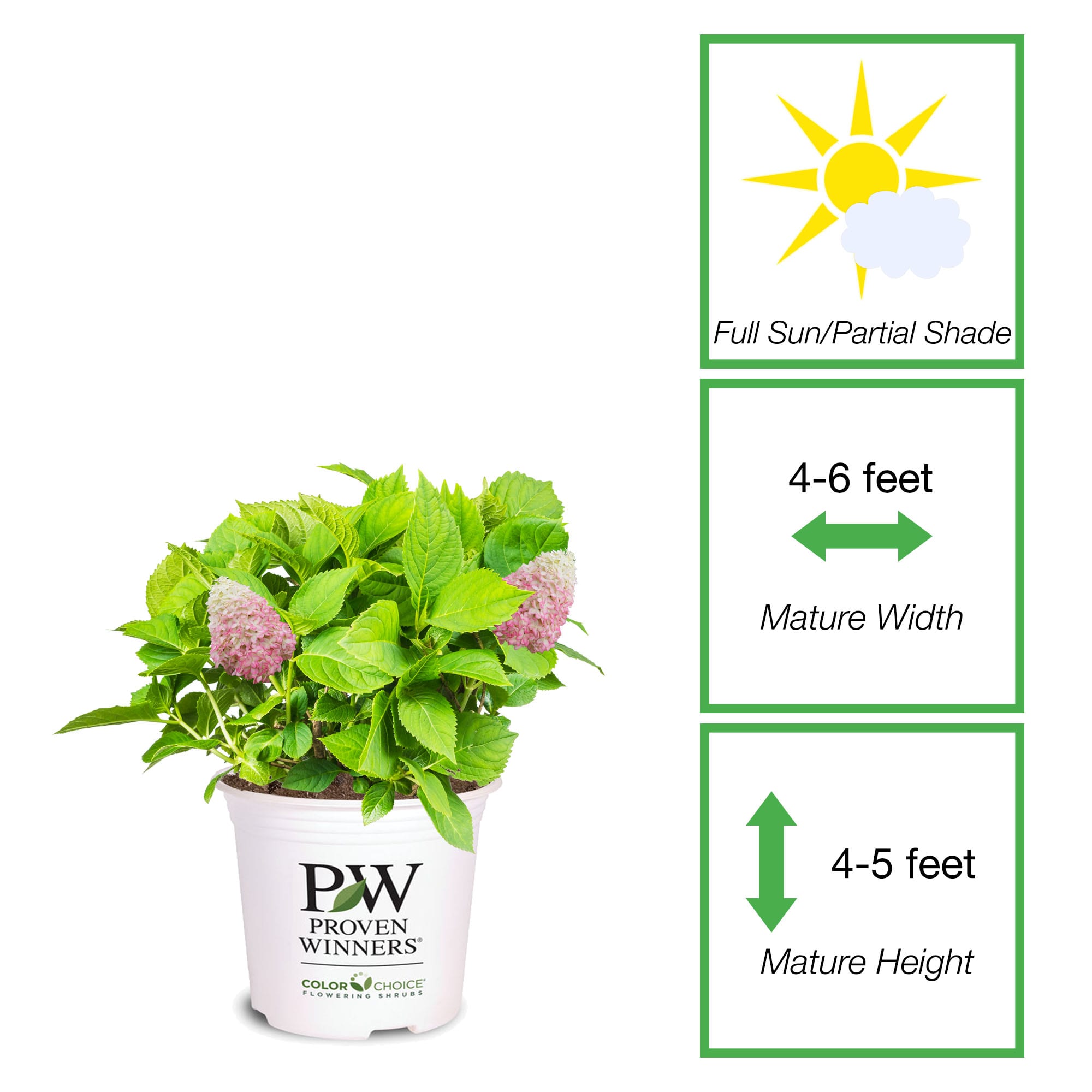 Perfect Plants LOLIMELIGHTPRIME3G shrubs - View #5