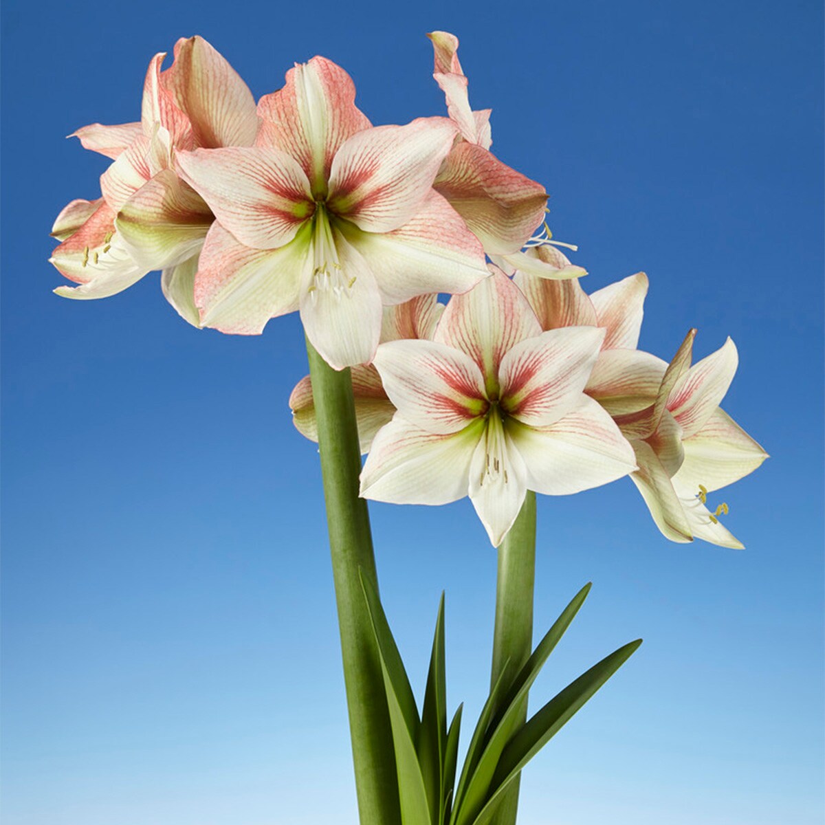 Van Zyverden 87300 Plant-Bulbs - View #3