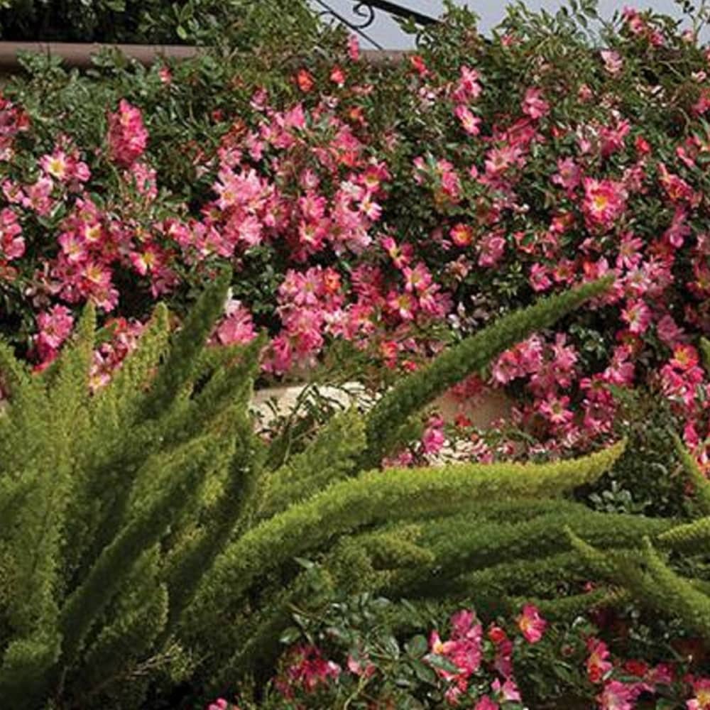Drift Roses 62421-1 roses - View #8