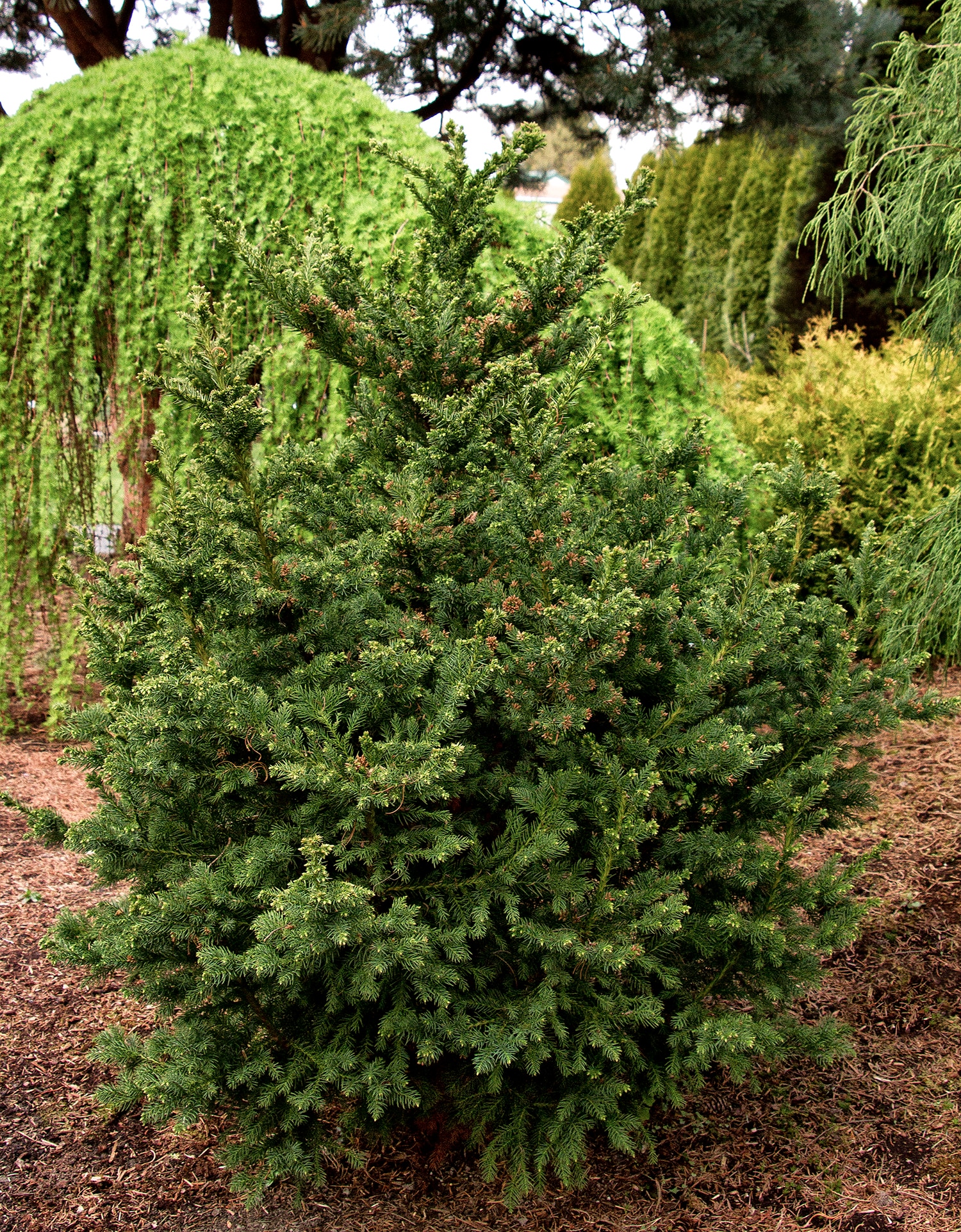 Monrovia KT10503535000200000 shrubs - View #4
