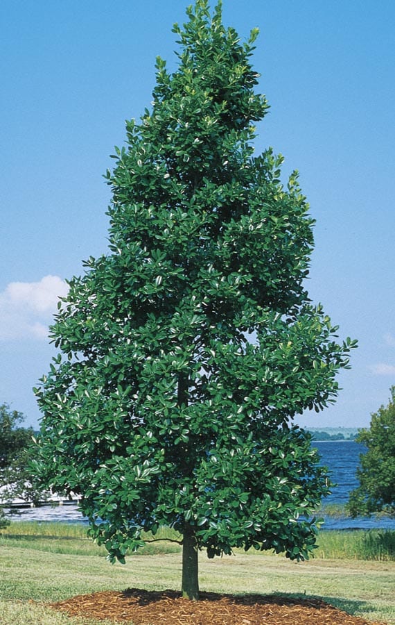 Lowe's ILEATP0045 White East Palatka Holly Feature Shrub in 45-Gallon (s) Pot