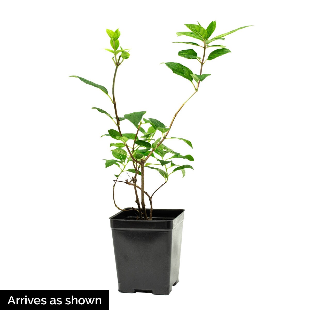 Spring Hill Nurseries 95005 shrubs - View #4