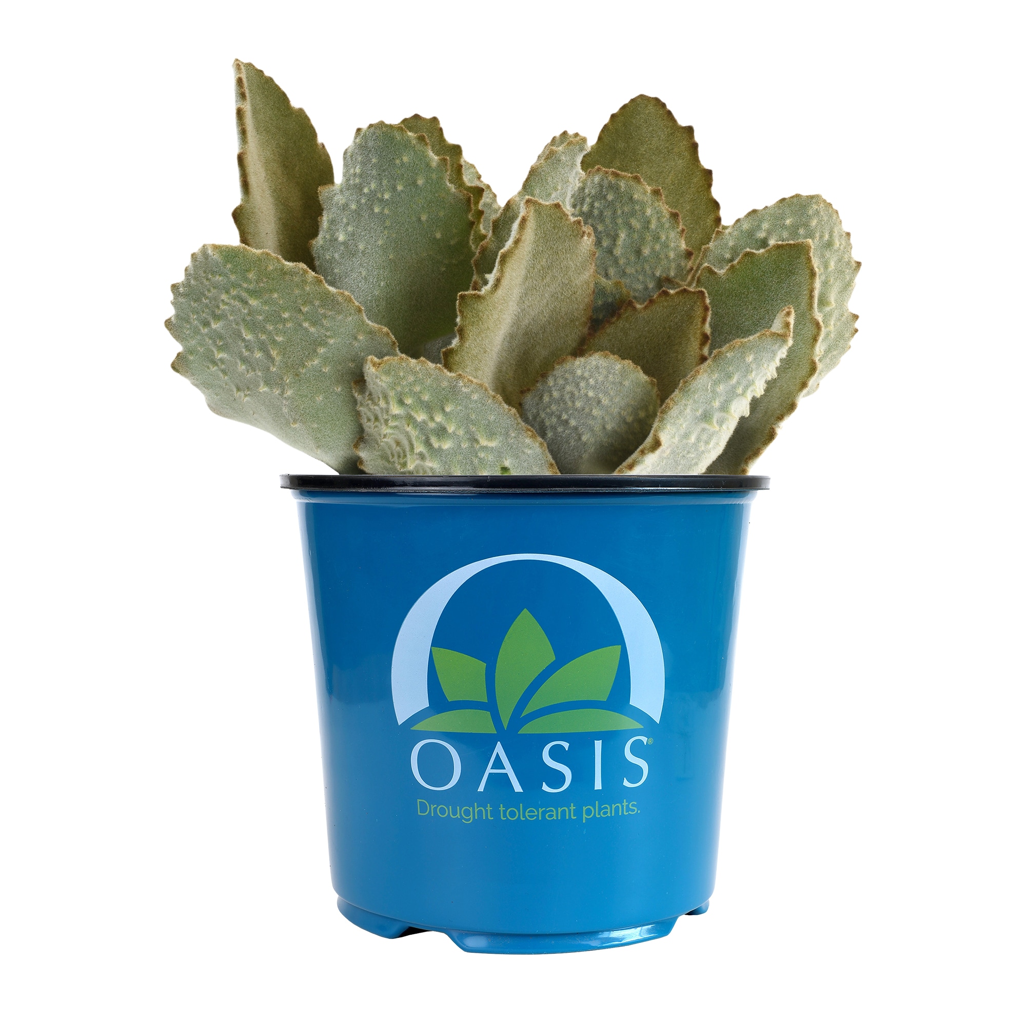 Lowe's 80821 hseplants - View #4