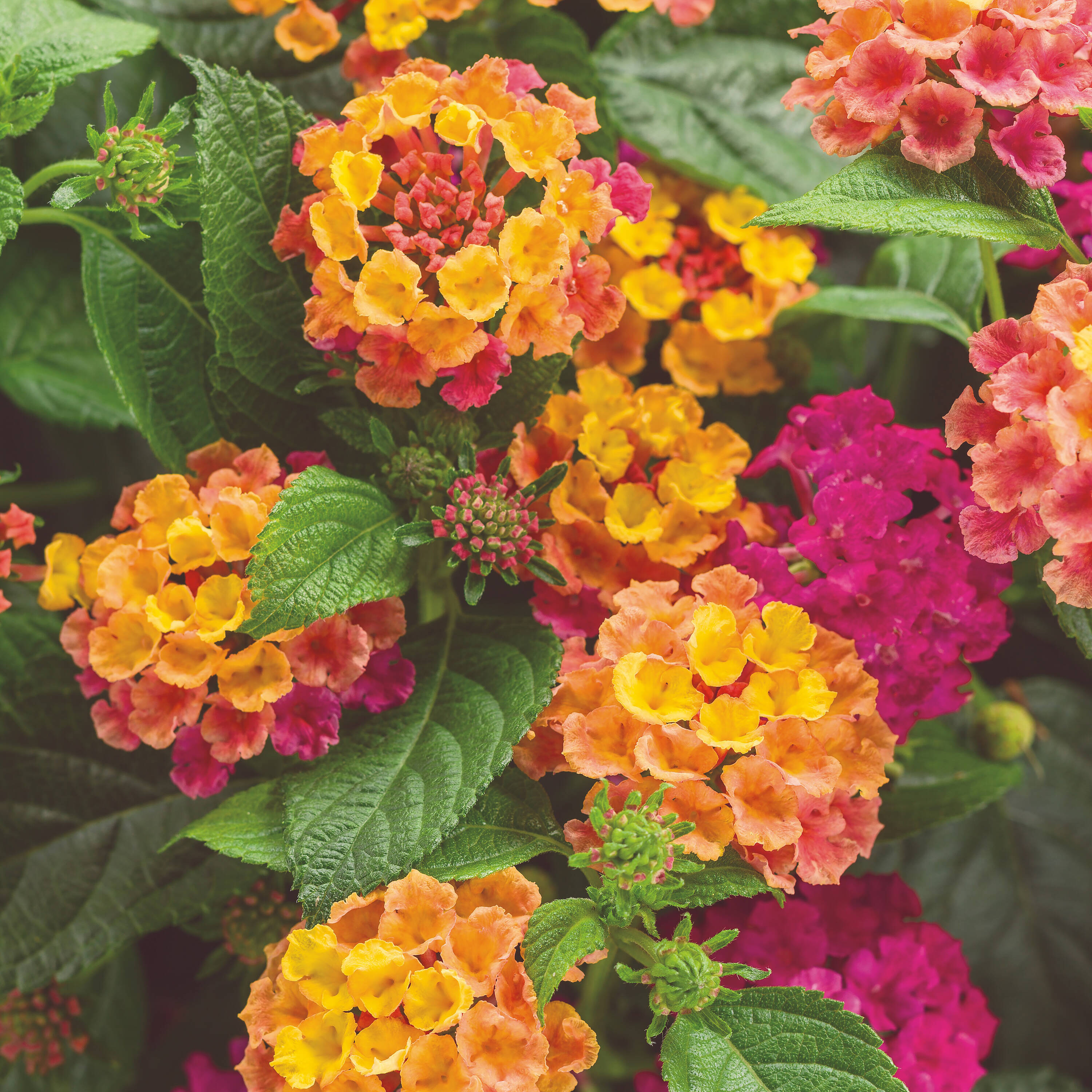 Proven Winners LUSCIOUS ROYALE COSMO LANTANA in the Annuals department ...