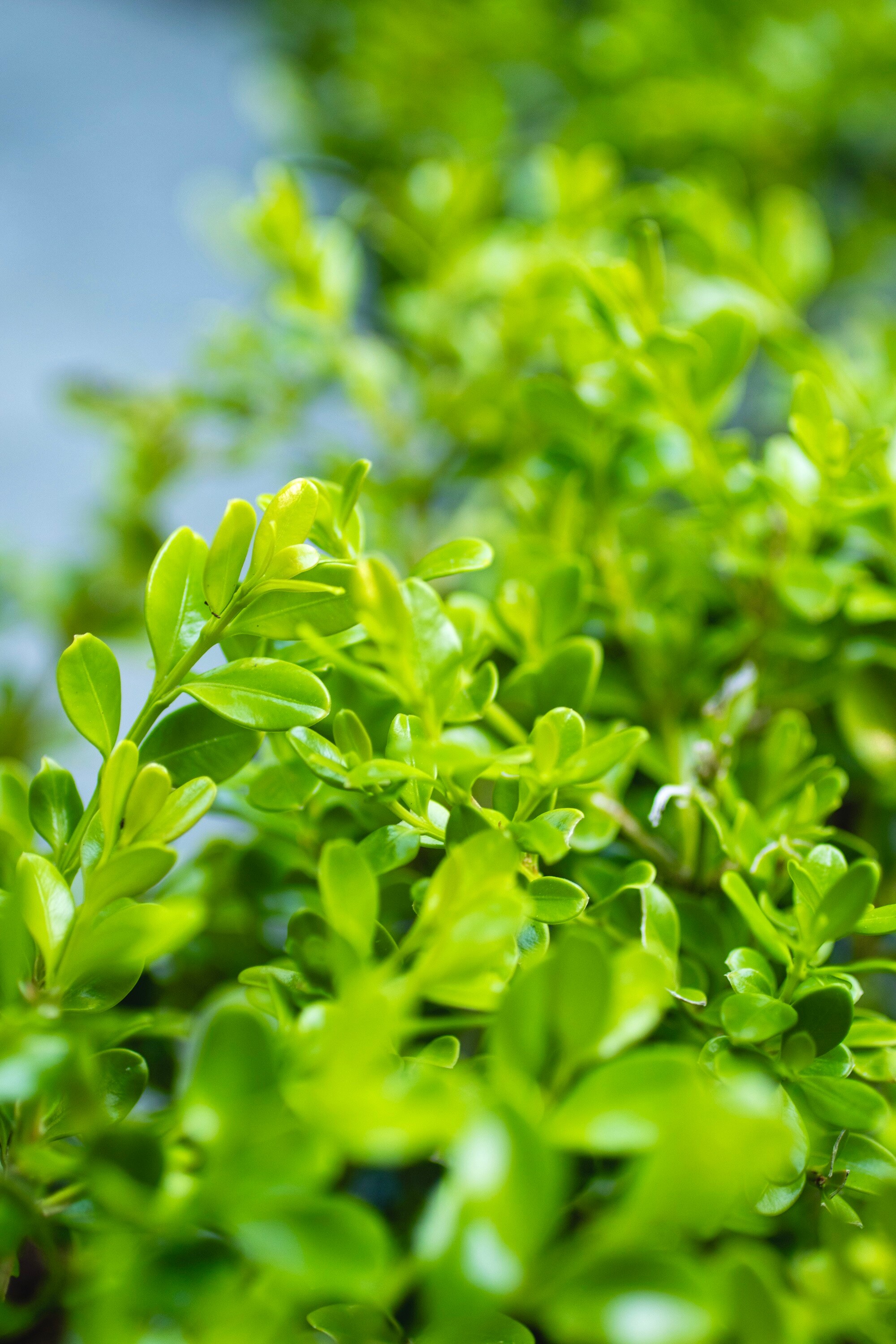 Better BOXWOOD 9067Q-1 shrubs - View #9