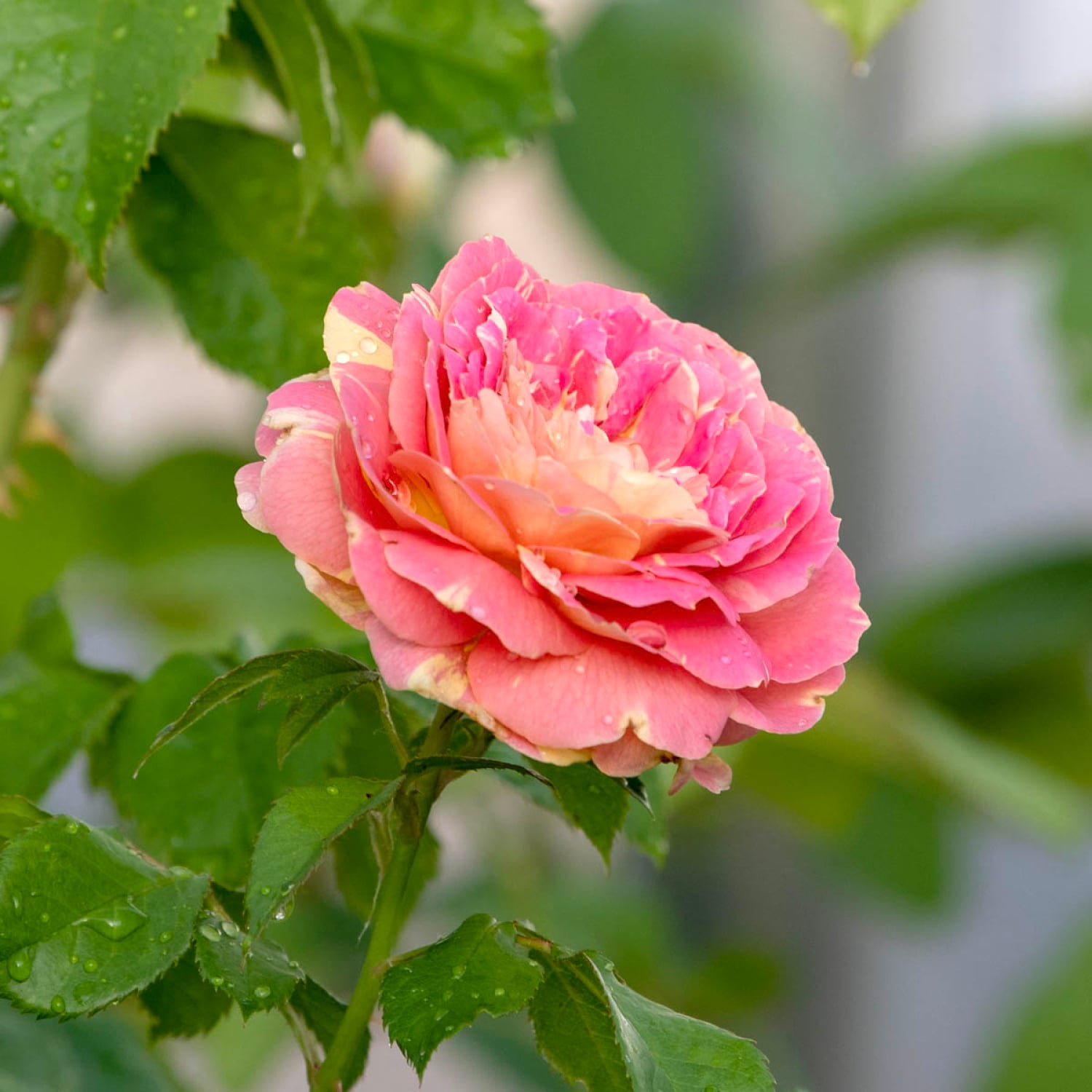 Spring Hill Nurseries 85023 roses - View #2