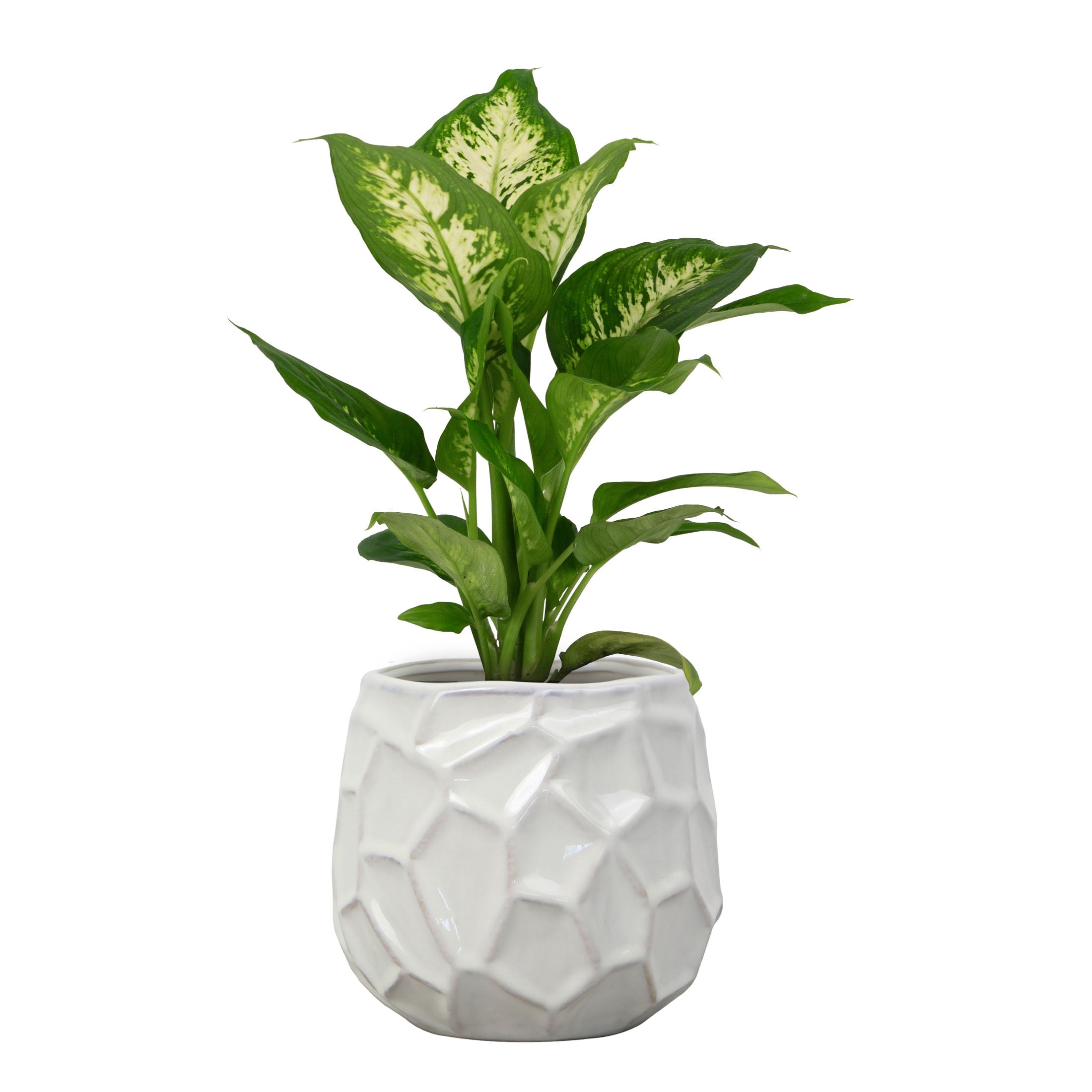 allen + roth CR11448N-070W Planter-Window-Box - View #10