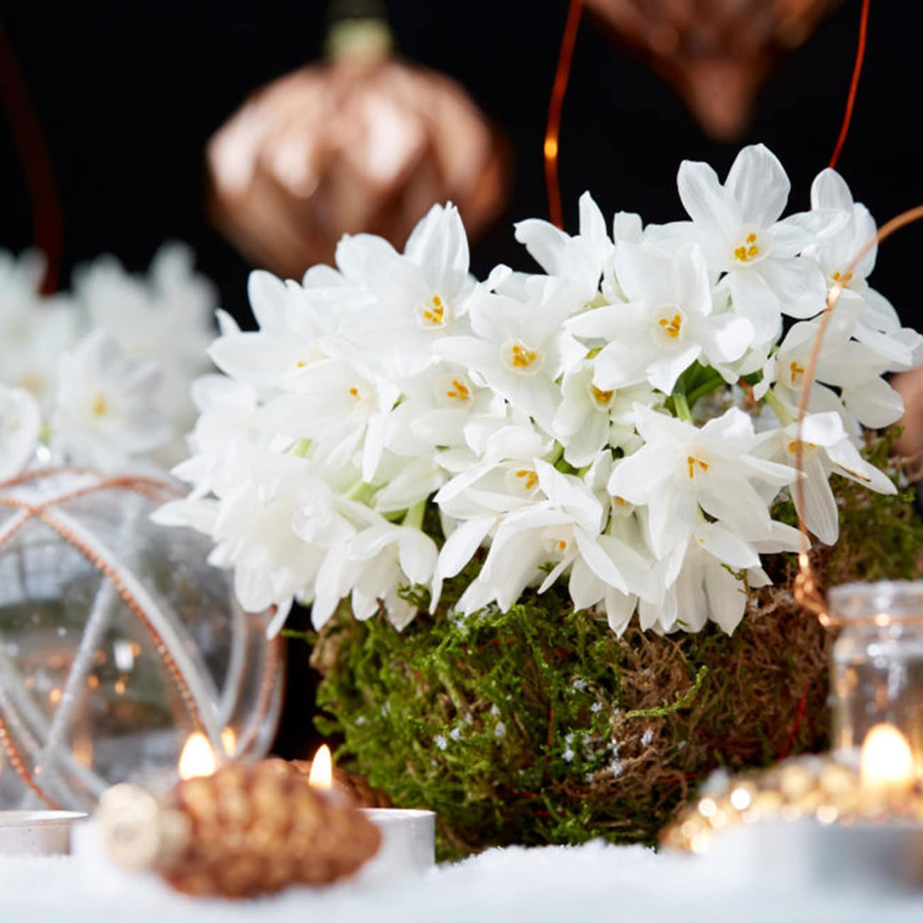 Van Zyverden 87392 White Low Scent Giant 'Christmas ' Paperwhites Bulbs 6 Count