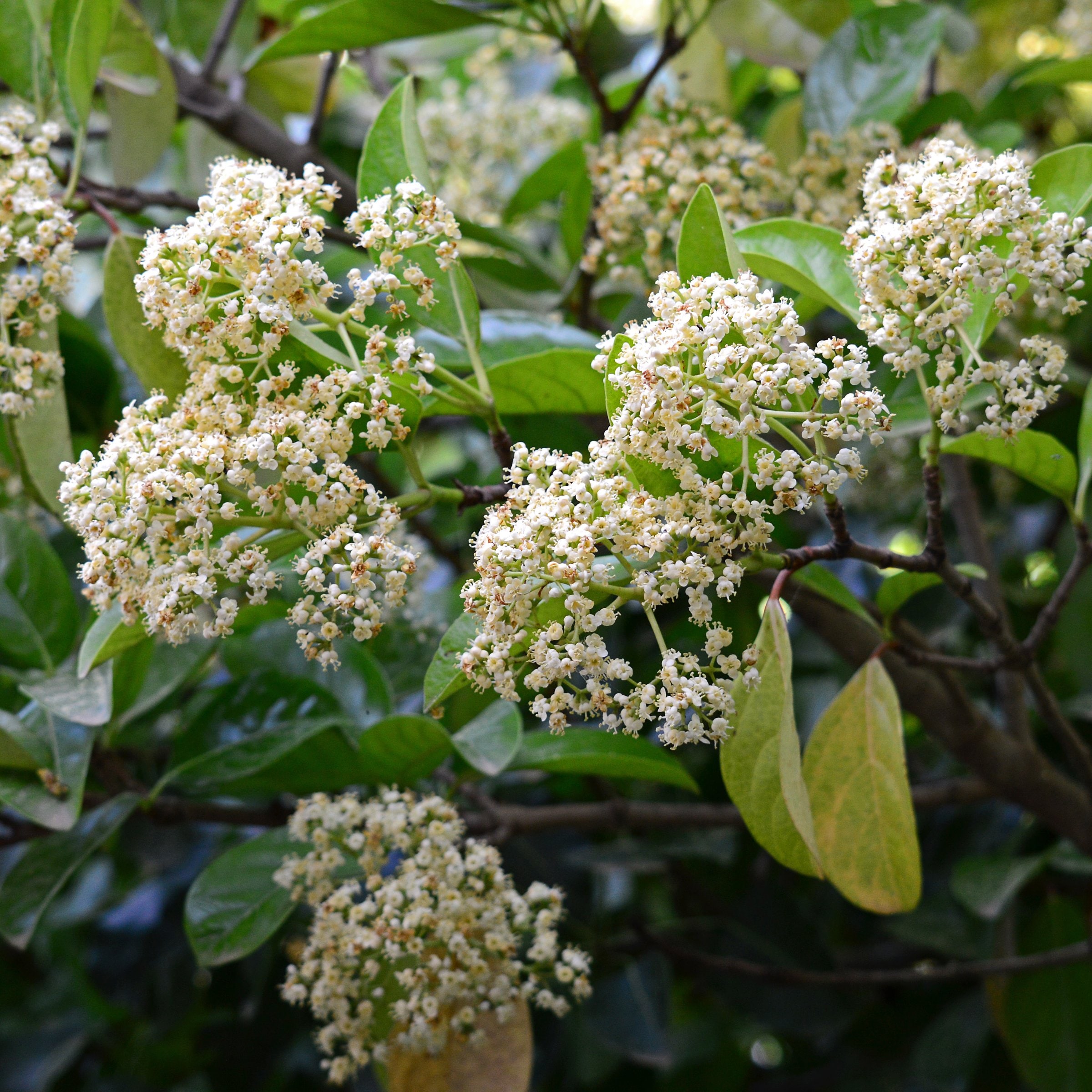 National Plant Network LW1821 shrubs - View #4