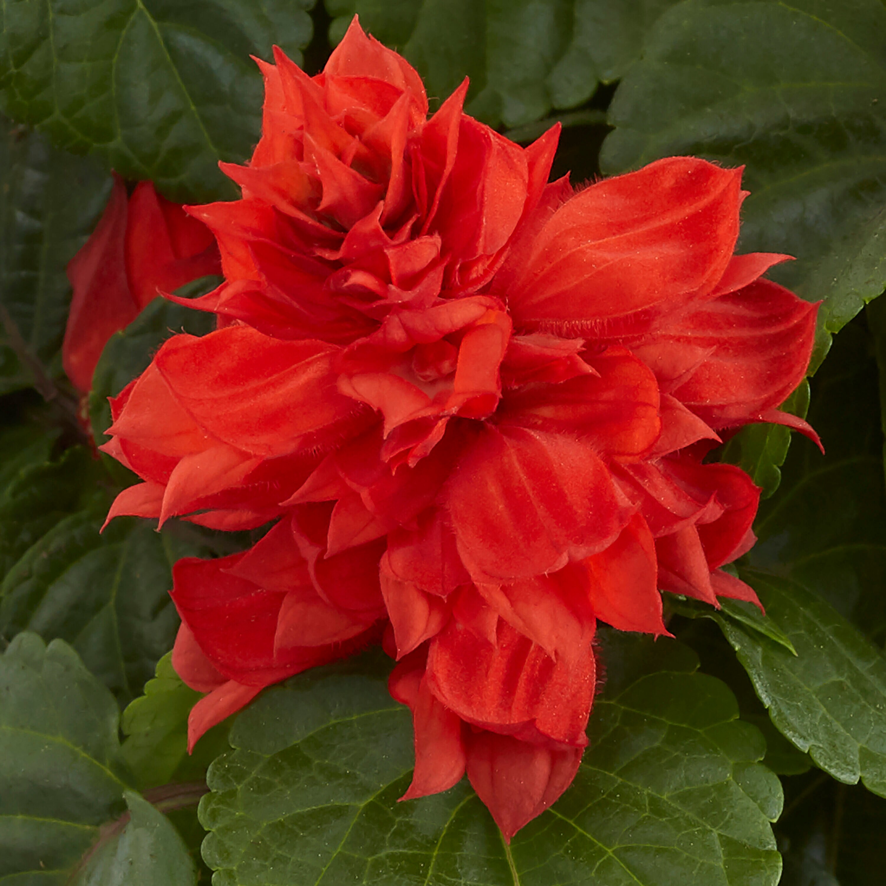 Lowe's 93394 annuals - View #2