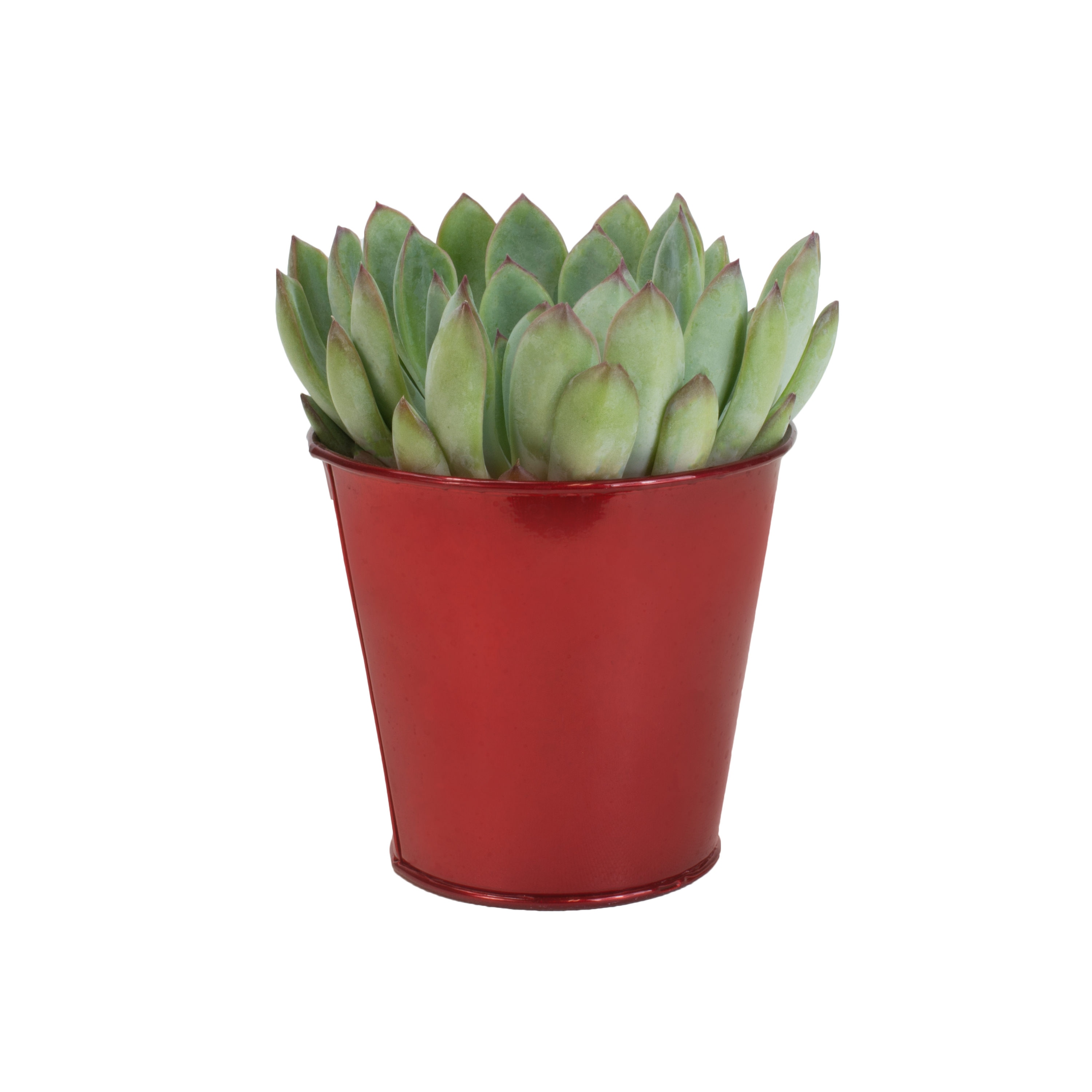 Lowe's 327683 Cacti-Succulents - View #2
