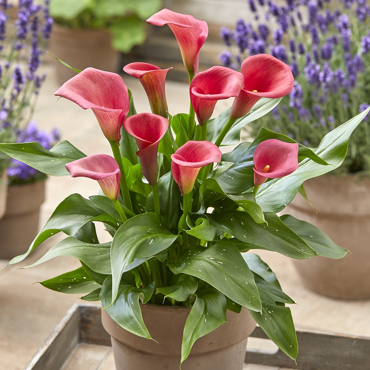 Calla Perennials at Lowes.com