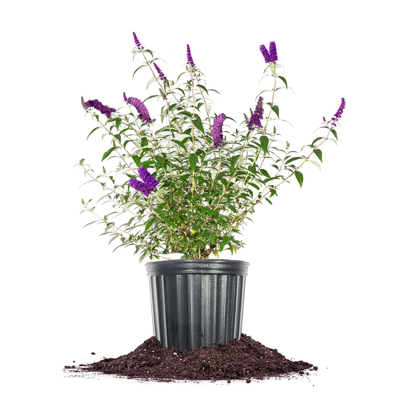 Perfect Plants LOBLKNIGTBTERFYBSH3G Purple Black Knight Butterfly Bush Flowering Shrub in 3-Gallon Pot