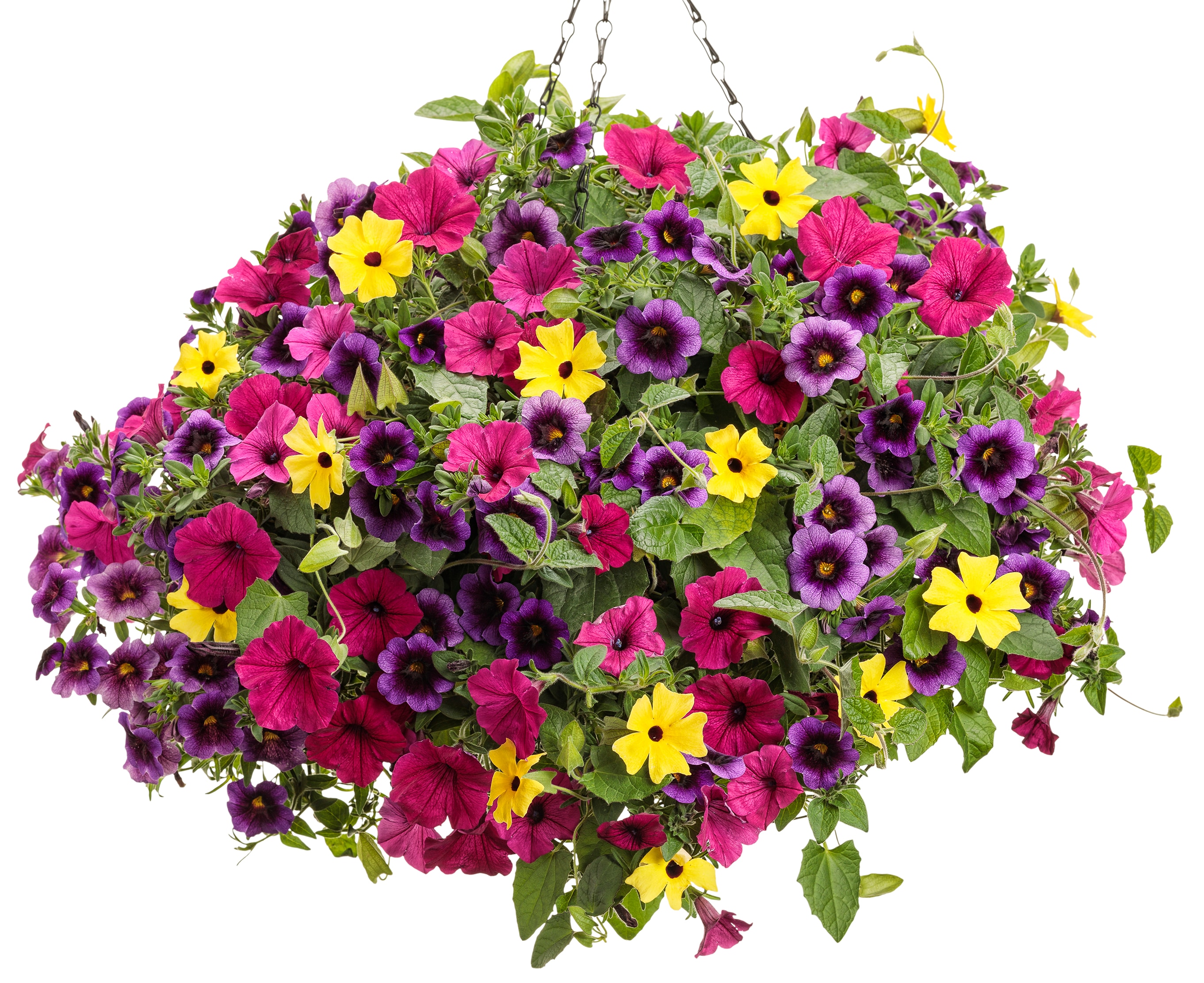 Proven Winners THUPRW0067100 annuals - View #2