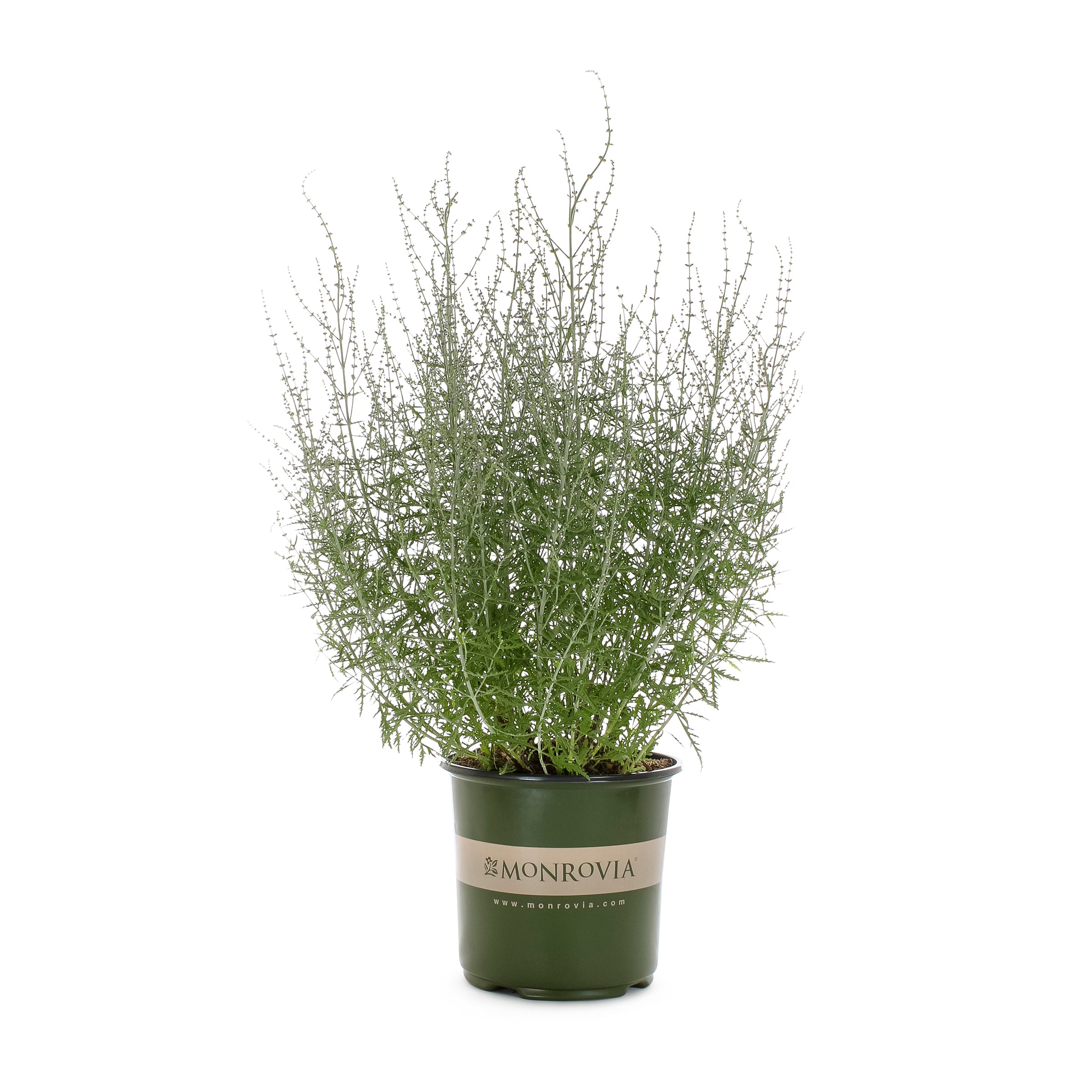Monrovia 064212 Purple Russian Sage Plant in 1.73 -Gallon Pot 1.0 -Pack