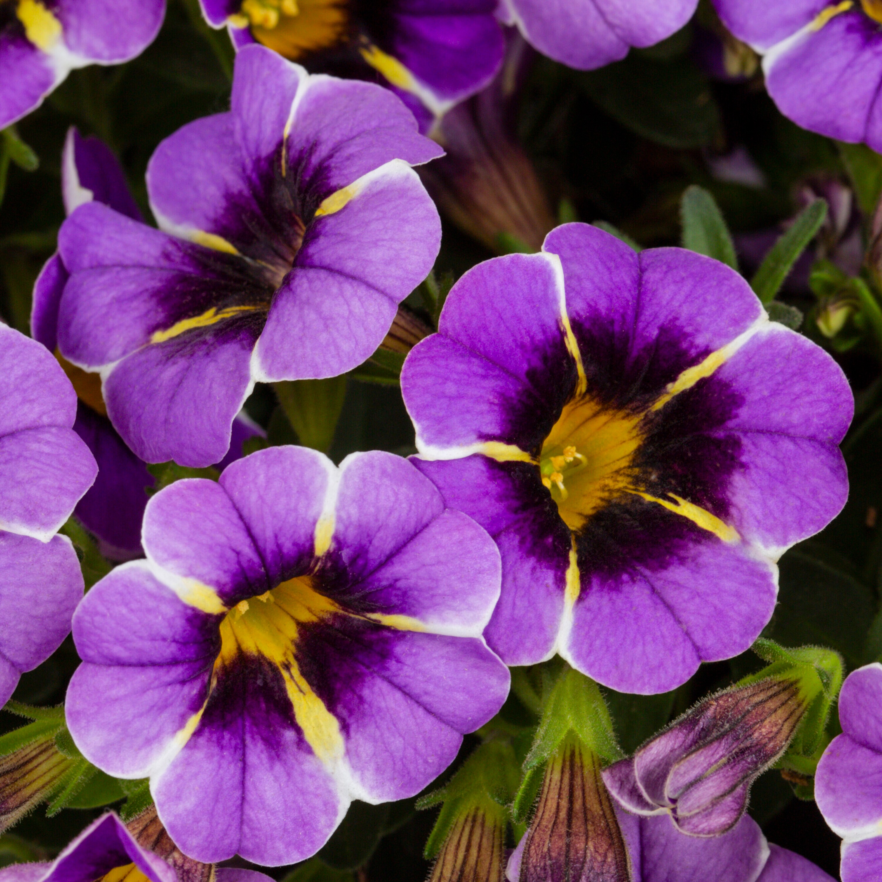 Metrolina Greenhouses 78842 annuals - View #2