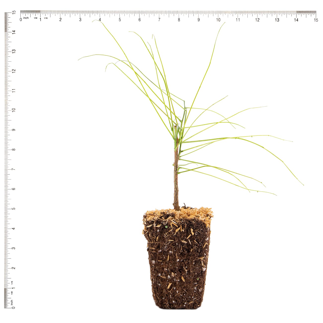 Van Zyverden 82955 Plant-Bulbs - View #5