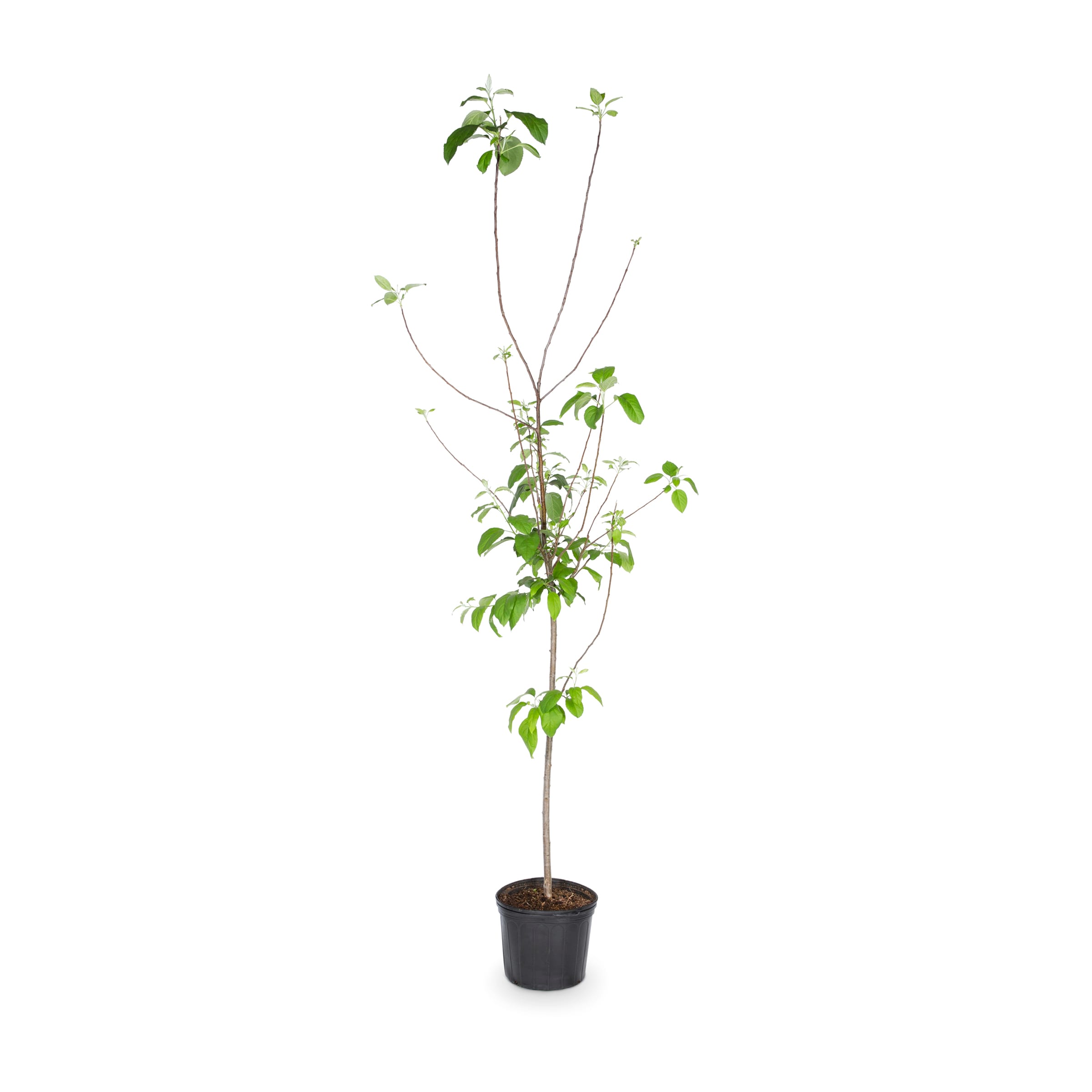 Lowe's NURSERY Apple Plant