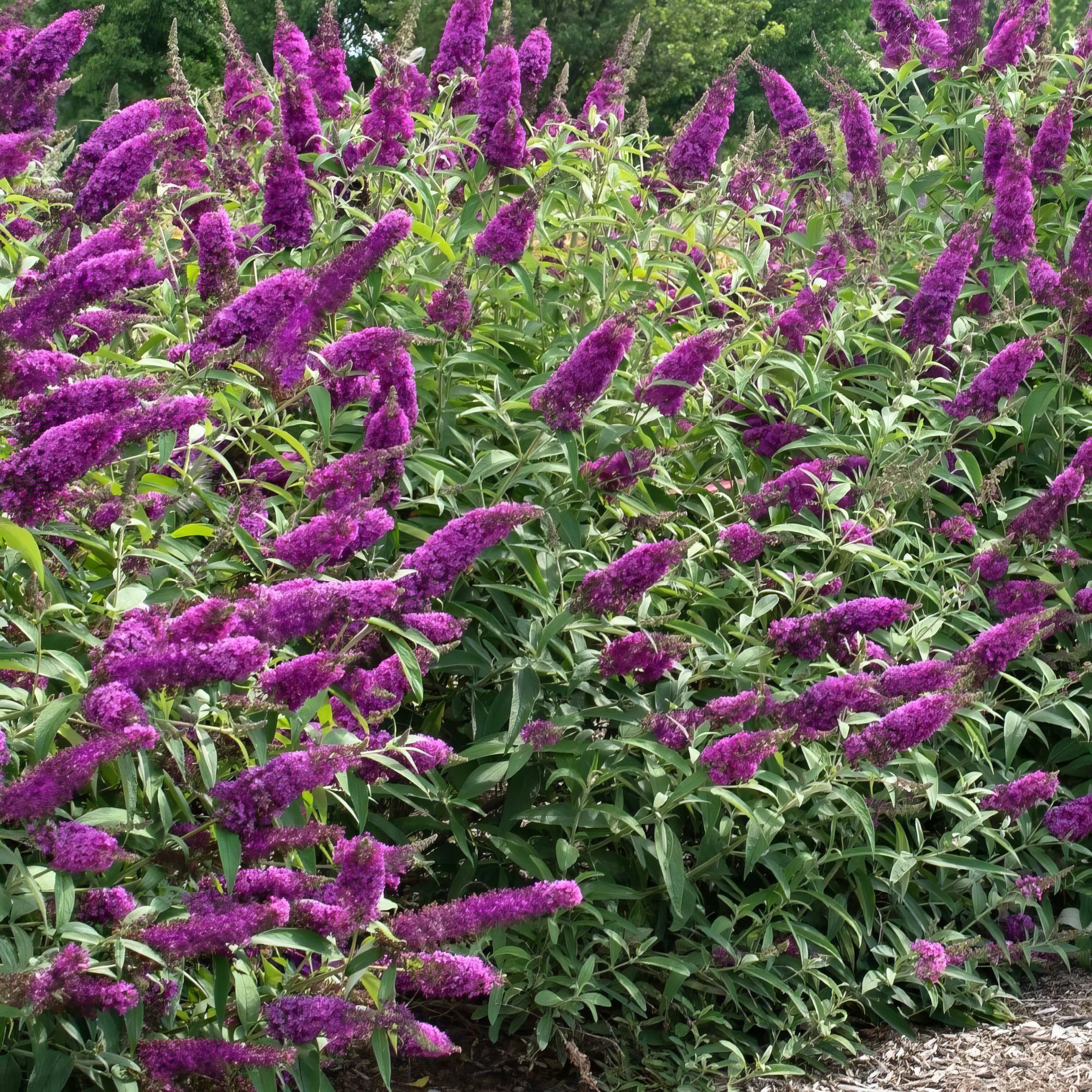 National Plant Network LW1885 perennials - View #7
