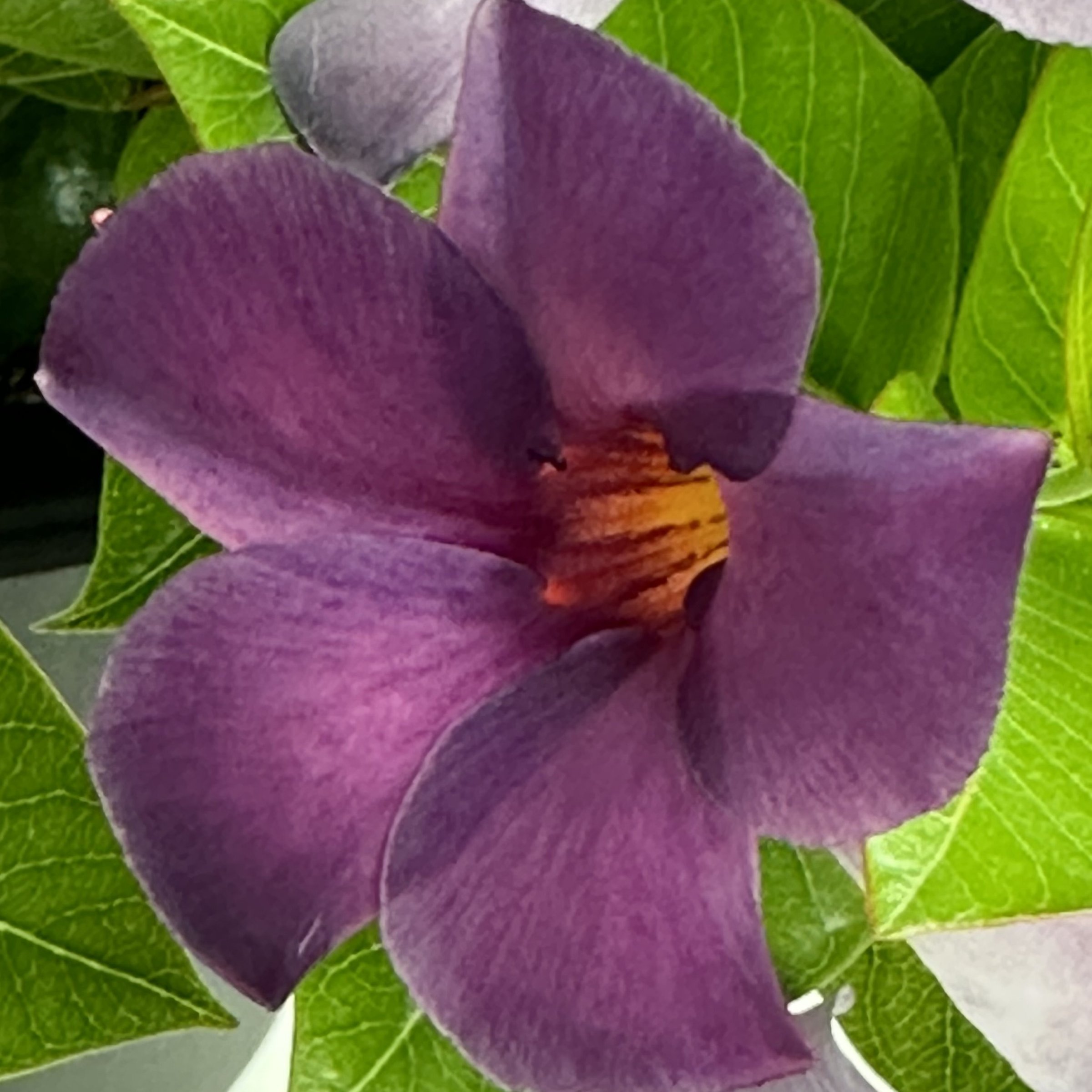 National Plant Network LW2157 annuals - View #4