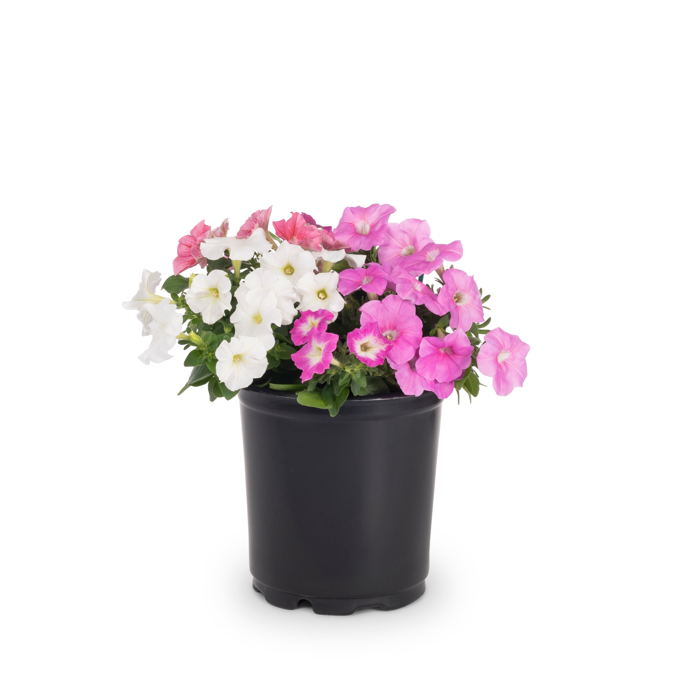 Ready Refill Multicolor Mixed Annuals Combinations in 3-Quart Pot in ...