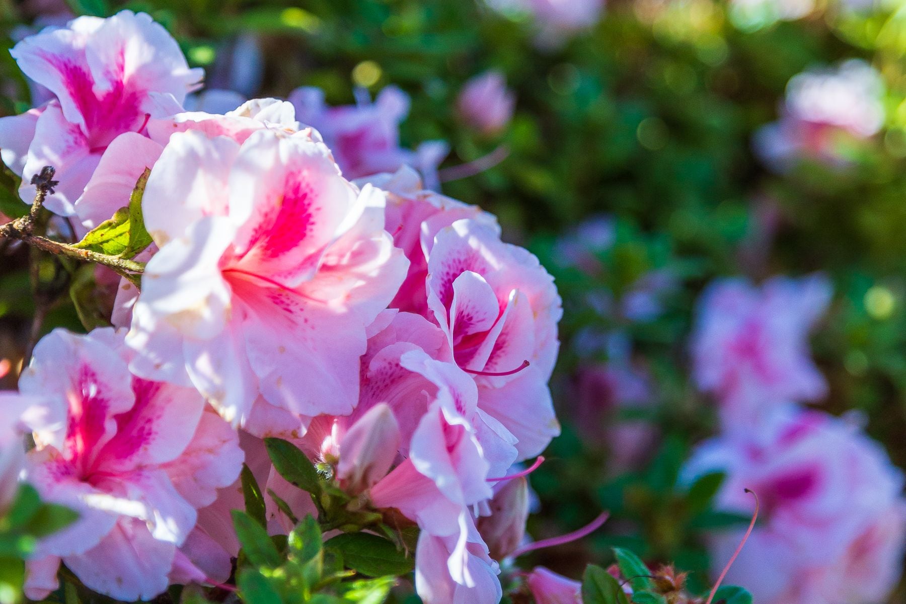 Encore Azalea 80641-1 shrubs - View #3