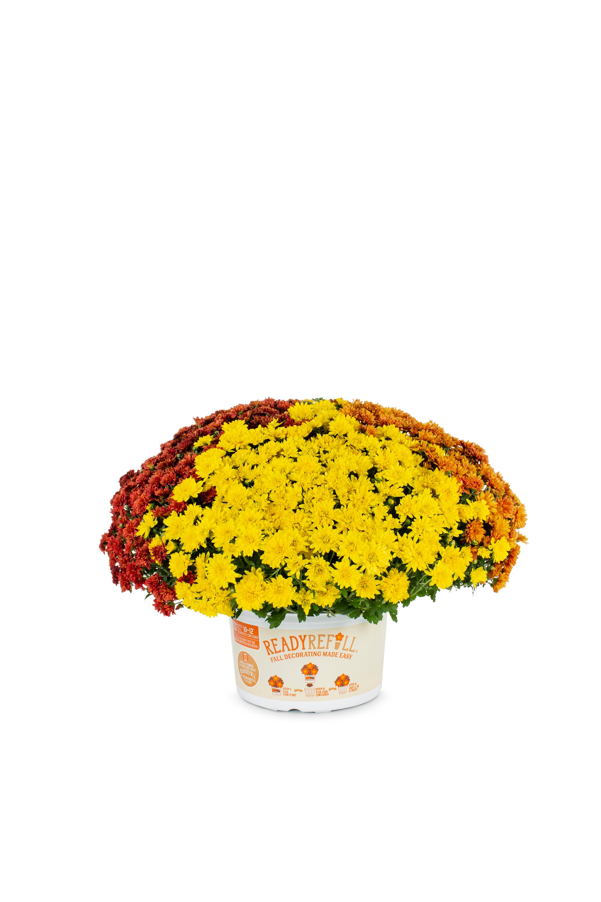 Ready Refill 4386 annuals - View #3