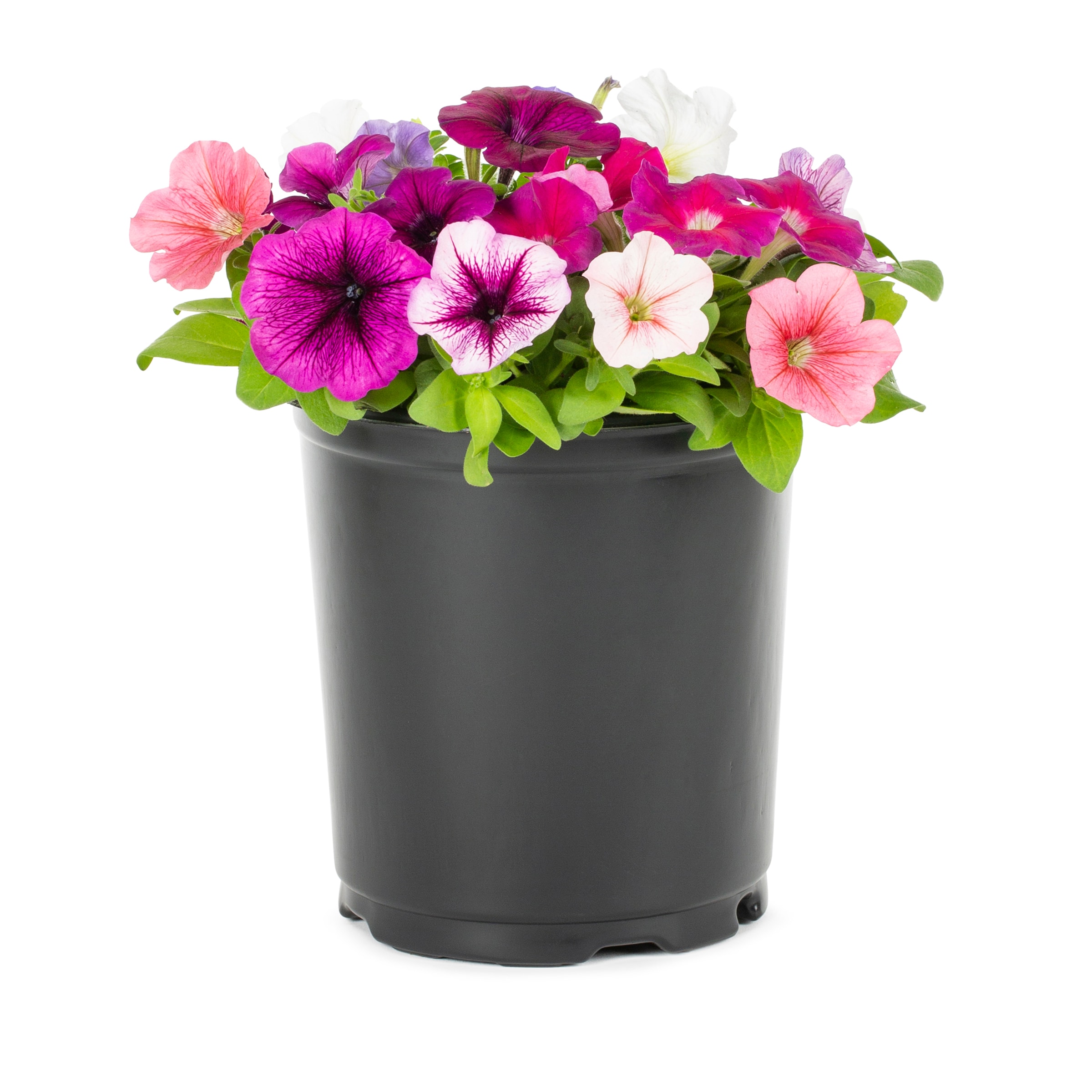  NURSERY annuals - View #7