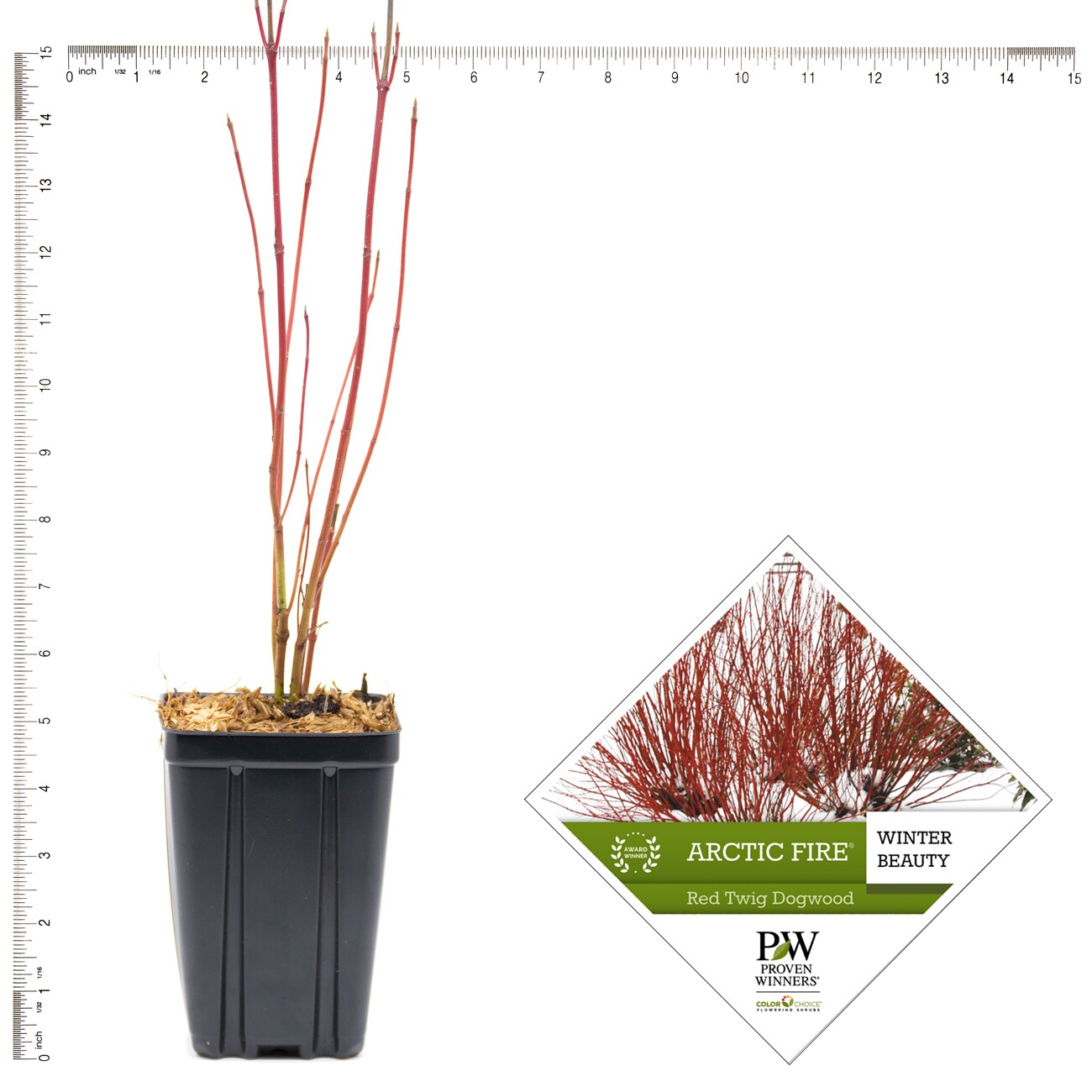 Van Zyverden 82938 Plant-Bulbs - View #4