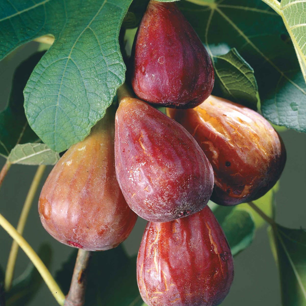 Direct Gardening 92216 1 -Pack Fig Plant in Bareroot Spring