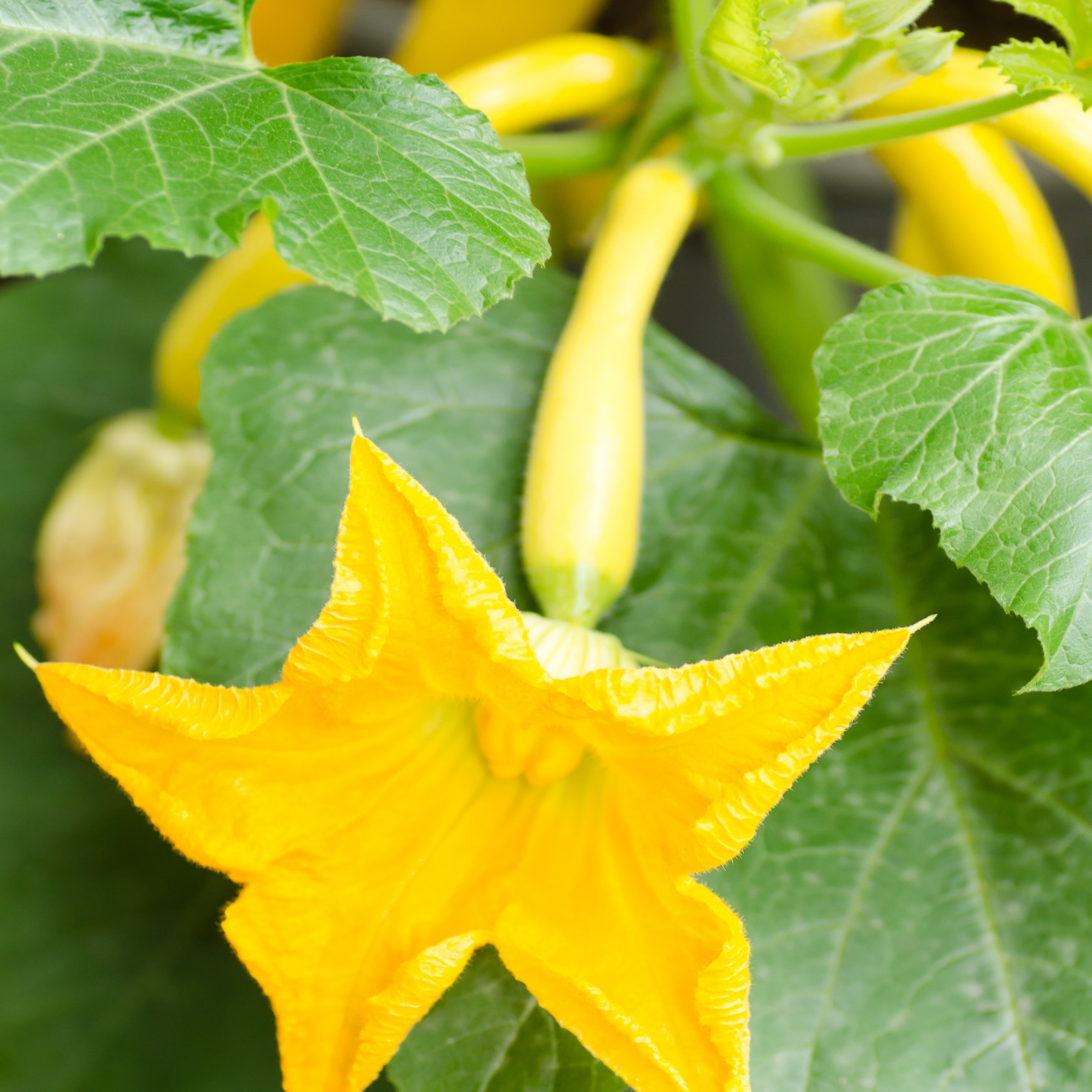 National Plant Network LW2247 Vegetable-Plants - View #6