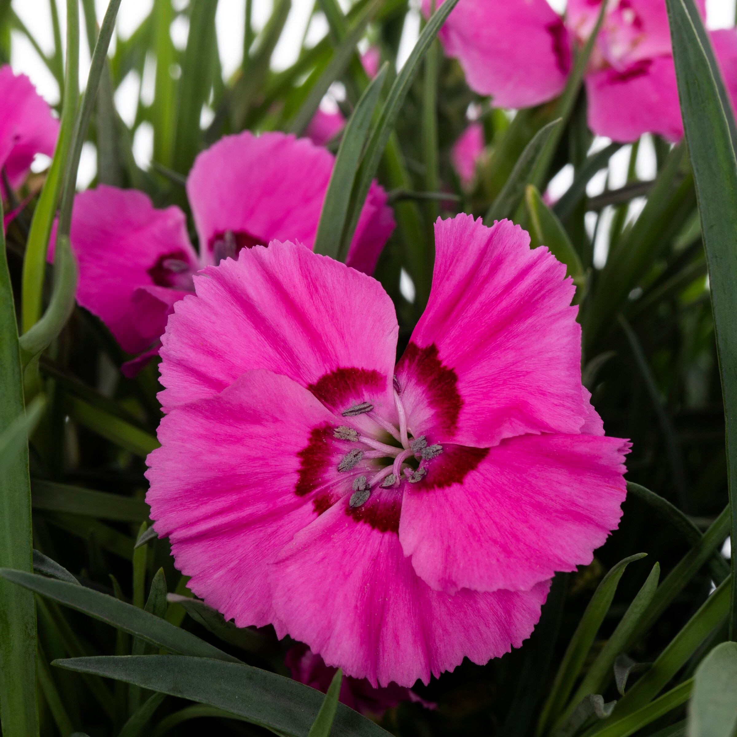 Monrovia 78642 annuals - View #3