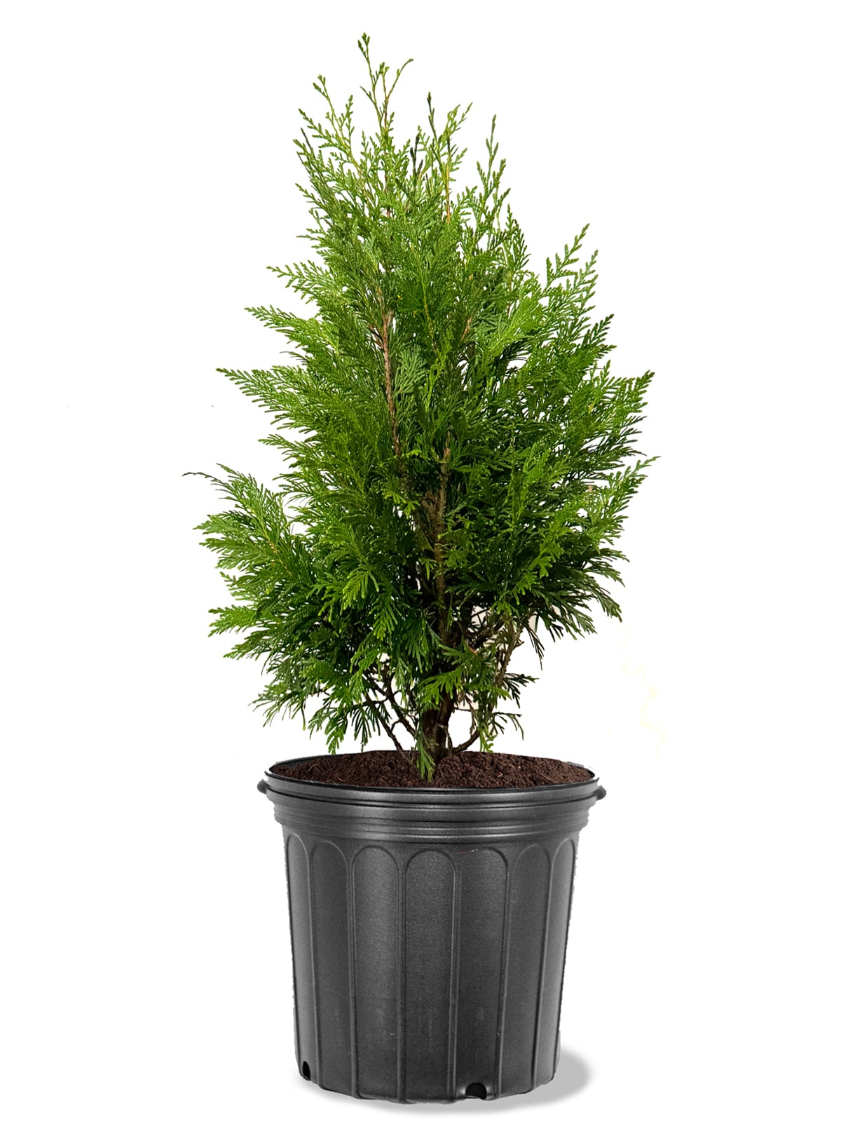 Southern Planters ARBTAL03G 3 -Gallon Screening Tall Guy Arborvitae In pot (with soil)