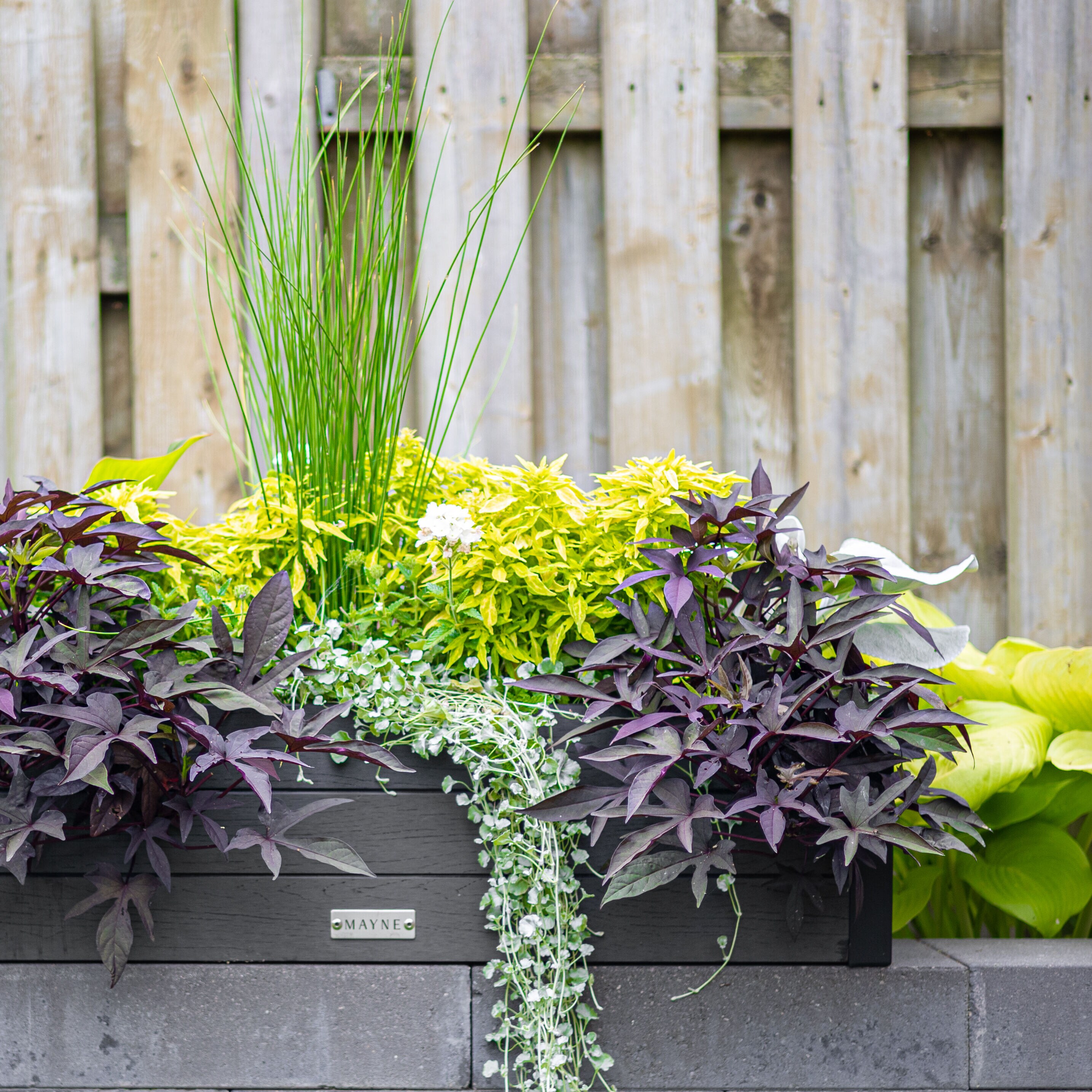 Mayne 2844-CH Planter-Window-Box - View #11